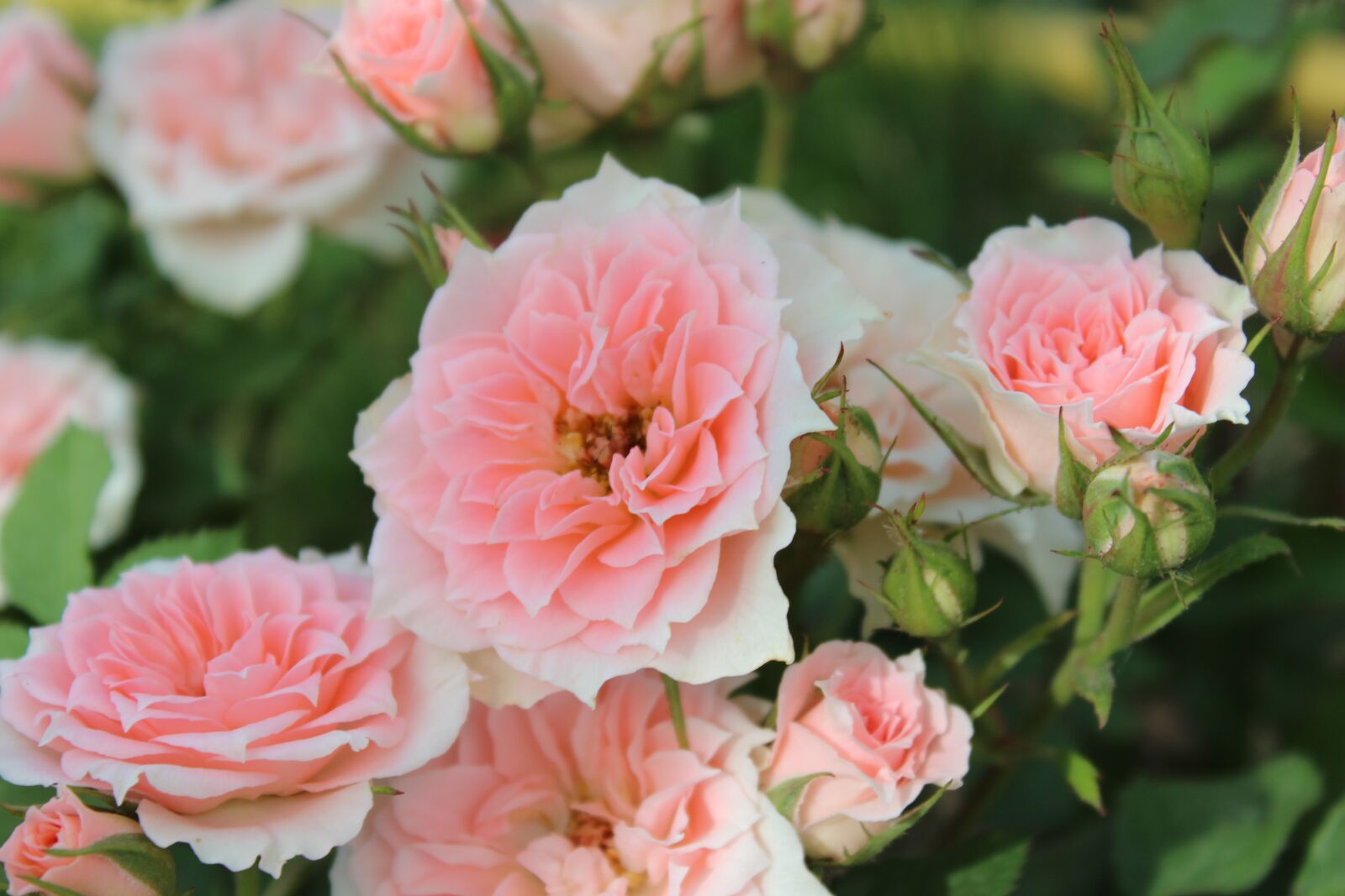 Canon EOS 600D (Rebel EOS T3i / EOS Kiss X5) sample photo. Roses, flowers, nature photography