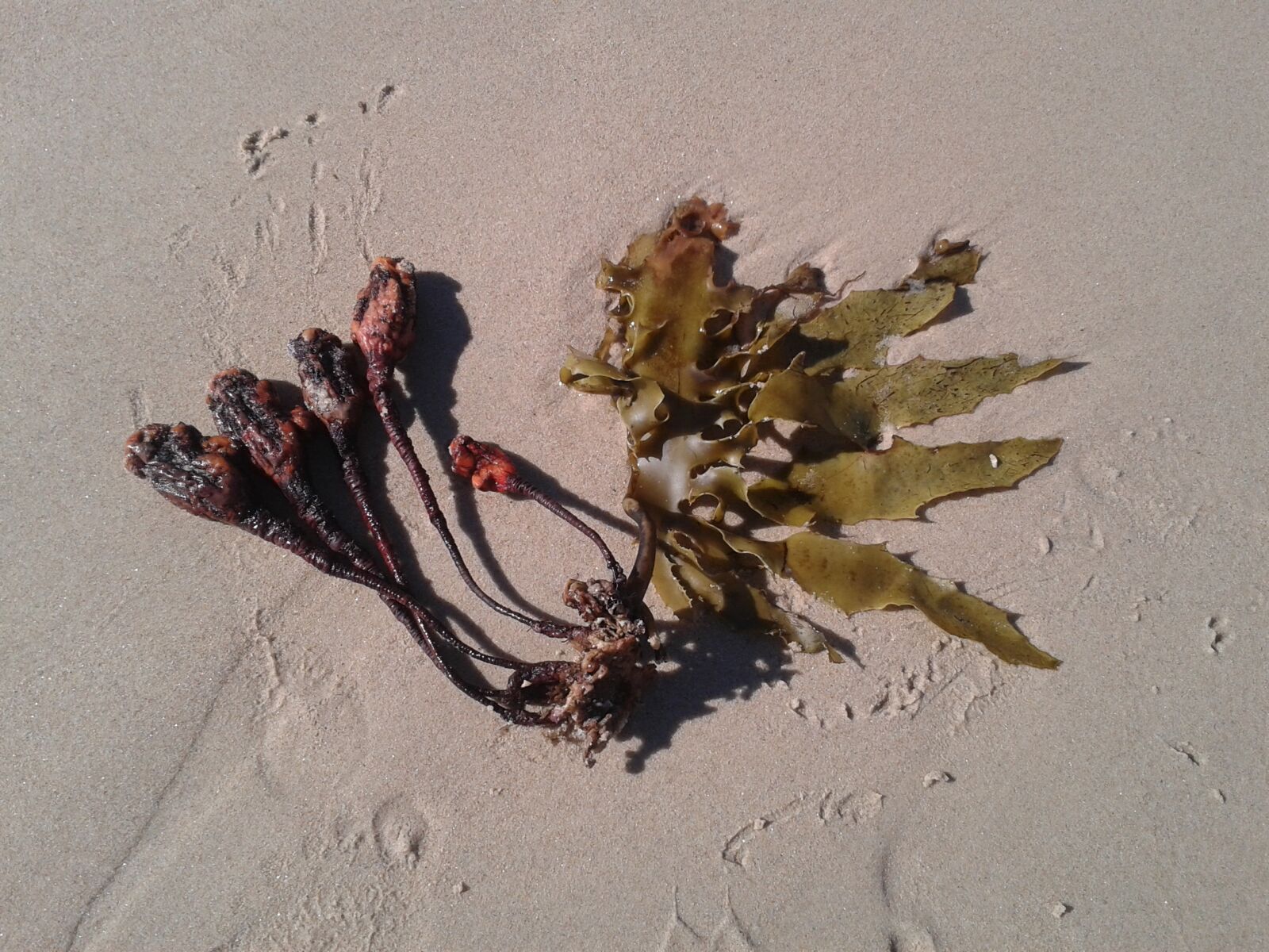 Samsung Galaxy S3 Mini sample photo. Seaweed, sand, seed photography