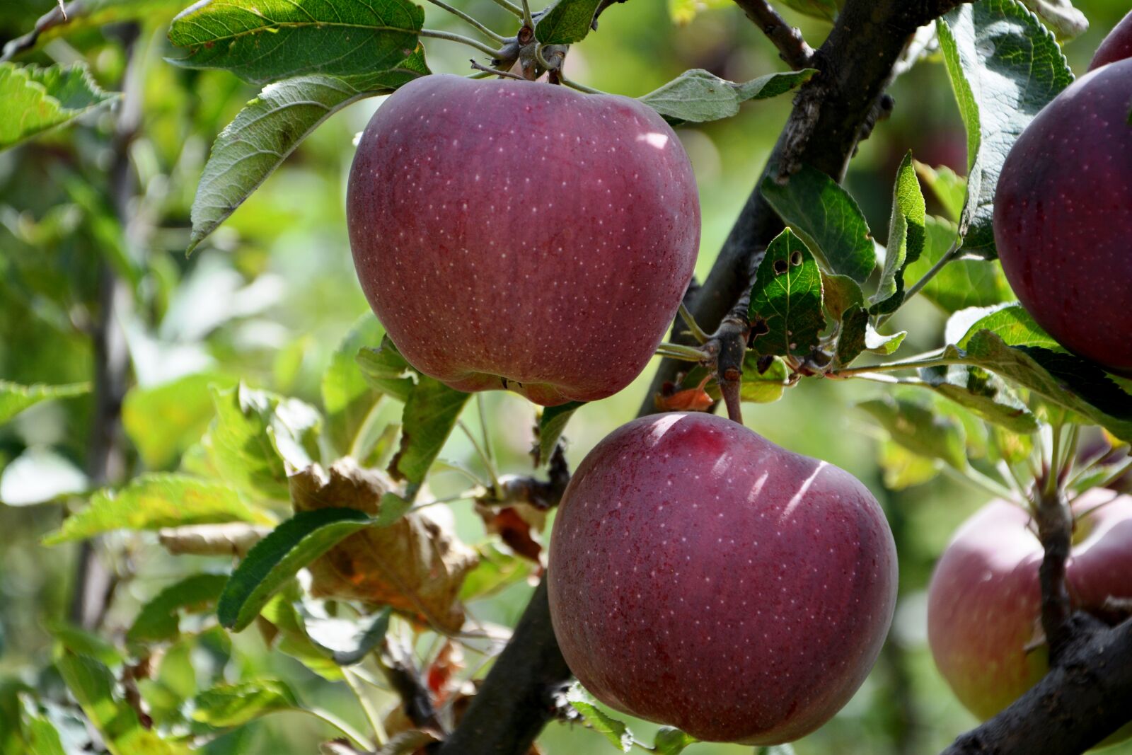 Nikon D7100 sample photo. Apple, red, leaves photography
