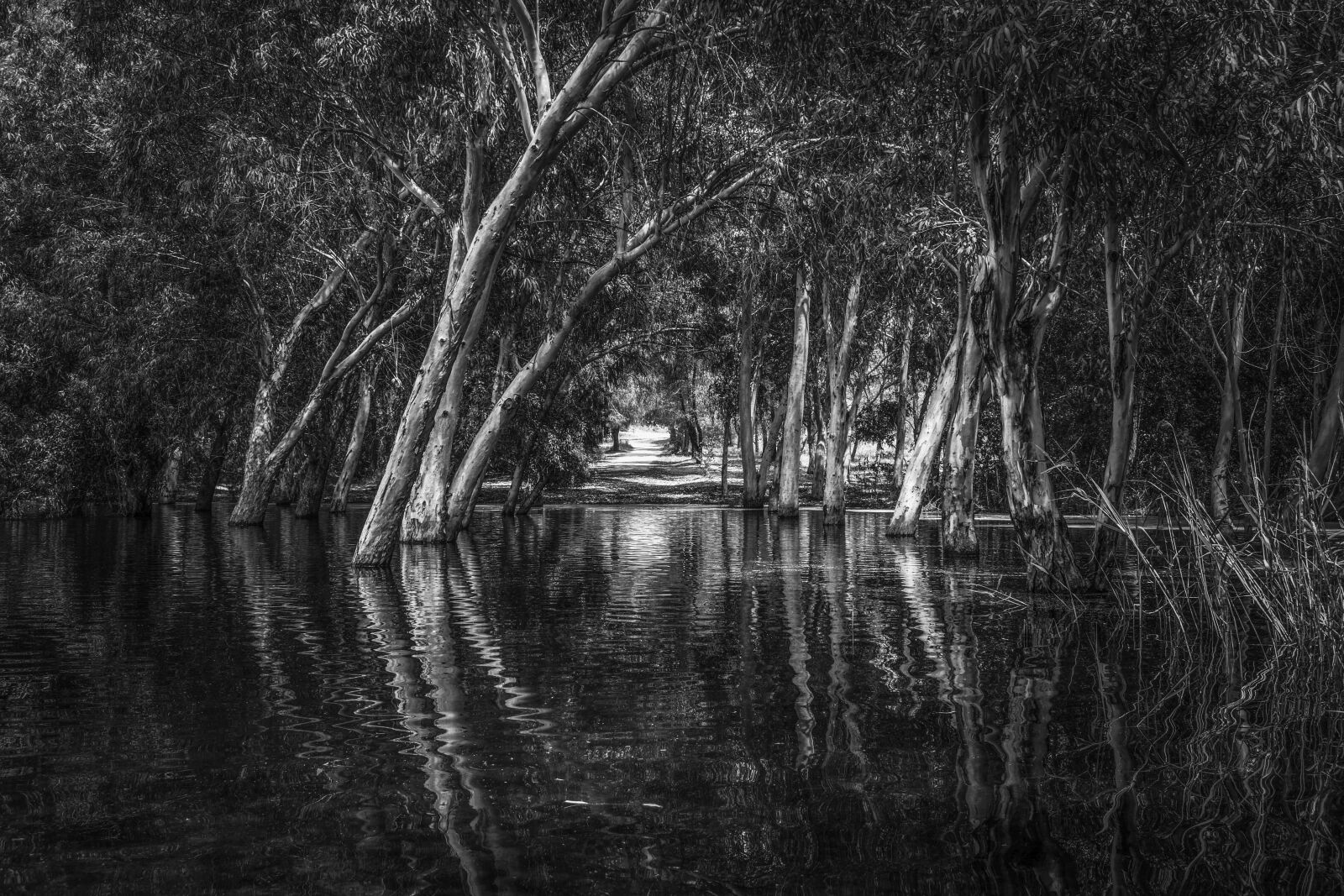 Nikon D3300 sample photo. Lake, forest, park photography