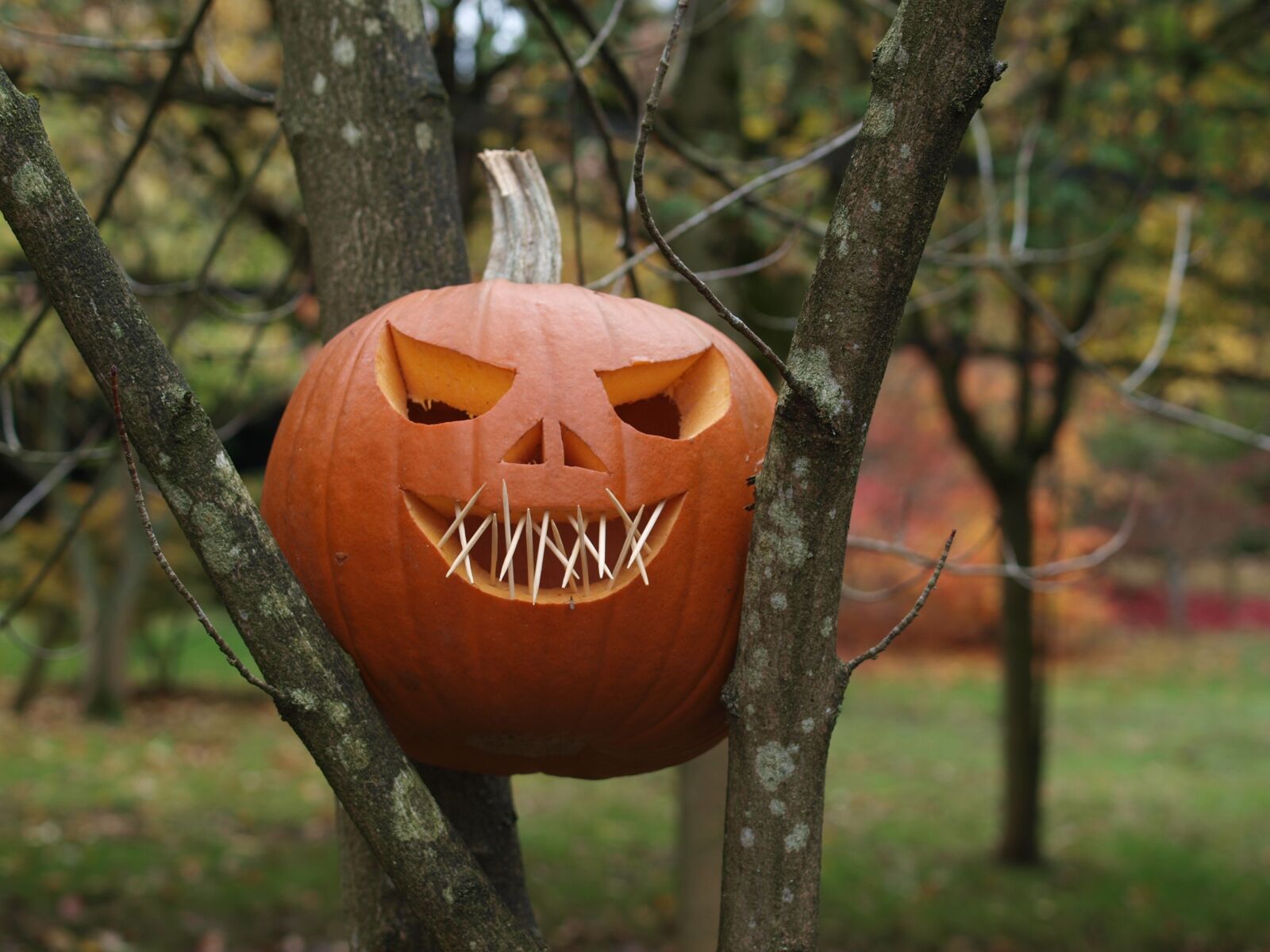 Olympus E-520 (EVOLT E-520) sample photo. Pumpkin, halloween, face photography