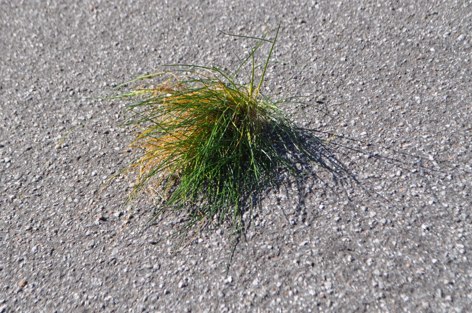 Nikon D5000 sample photo. Grass, asphalt, sustainability photography