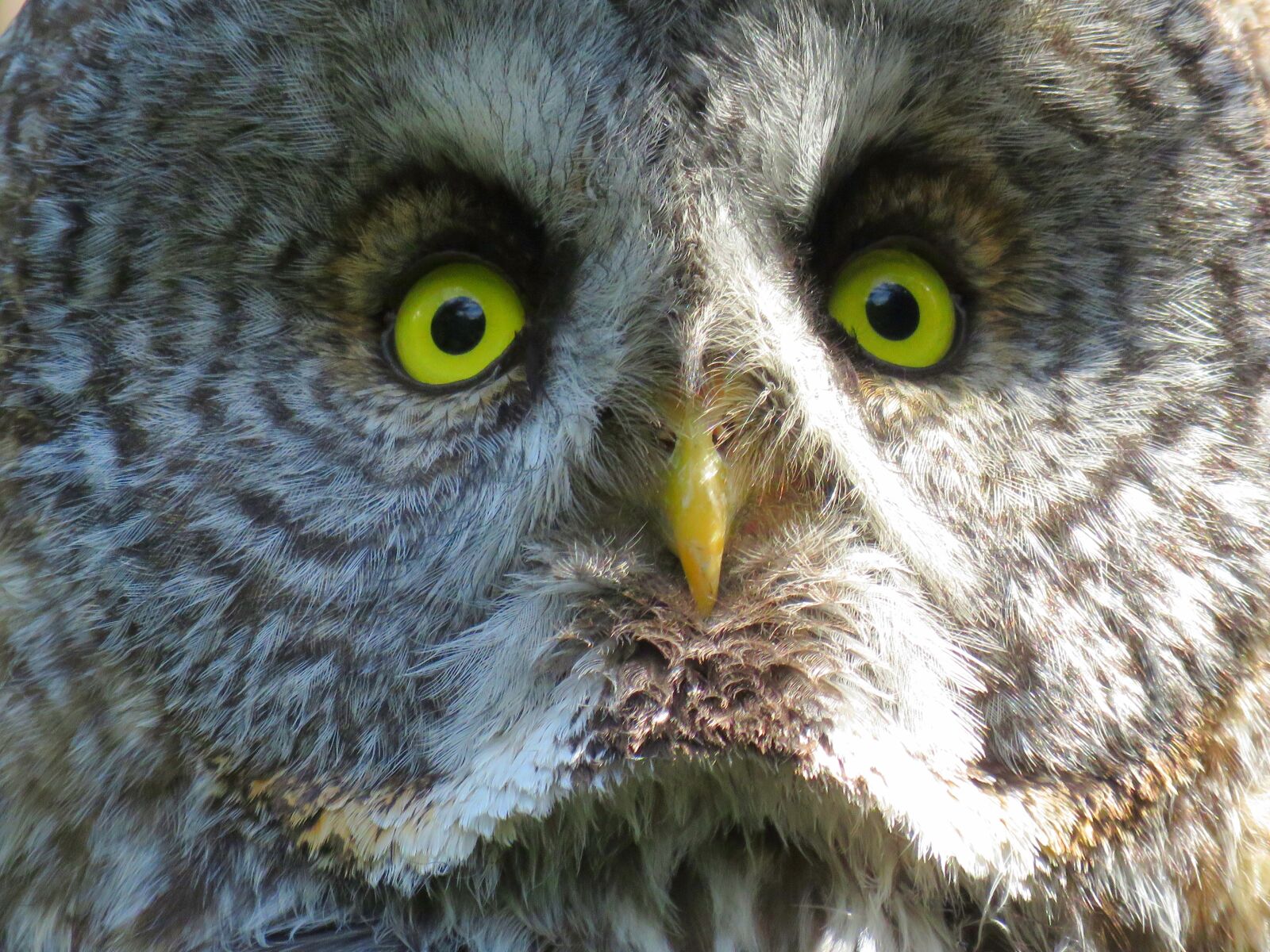 Canon PowerShot SX60 HS sample photo. Great grey owl, owl photography