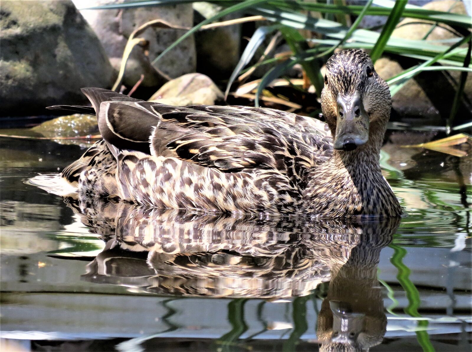 Canon PowerShot SX50 HS sample photo. Mallard duck, staring, curious photography