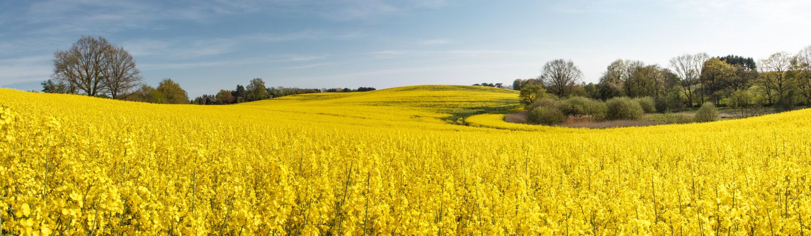 Canon EOS 550D (EOS Rebel T2i / EOS Kiss X4) sample photo. Field of rapeseeds, blossom photography