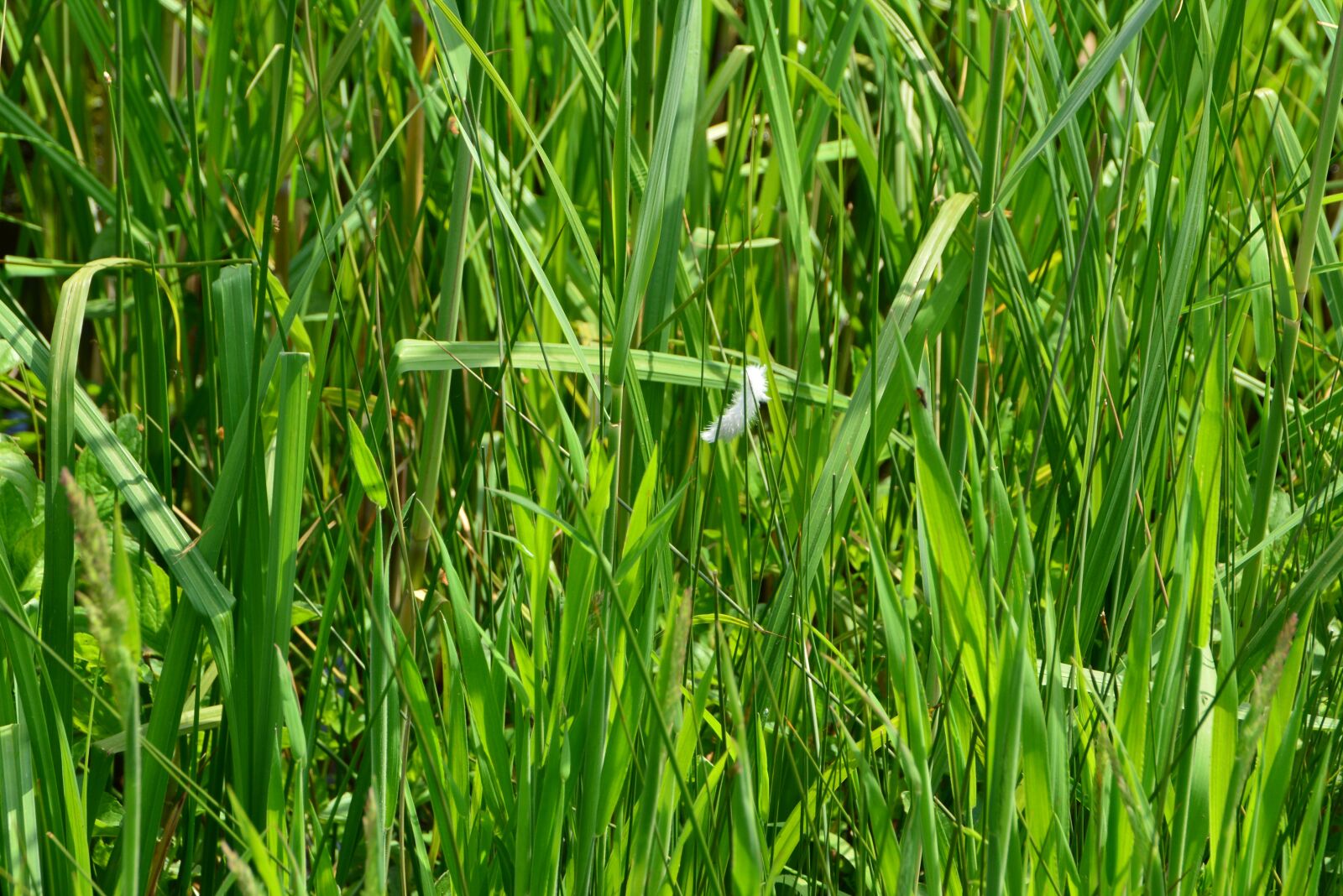 Nikon D5200 sample photo. Grass, green, meadow photography
