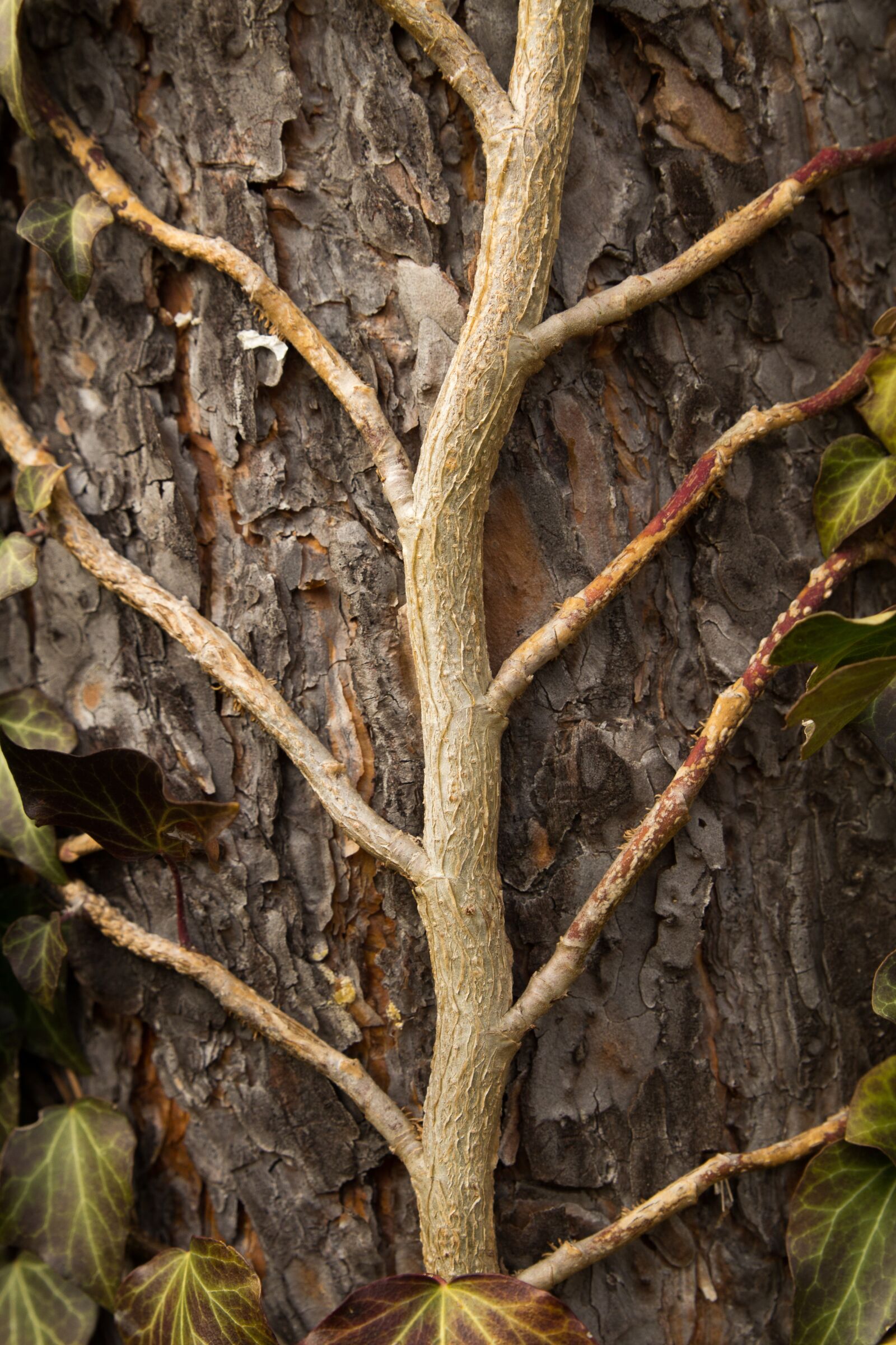 Canon EOS 60D sample photo. Tree, nature, wood photography