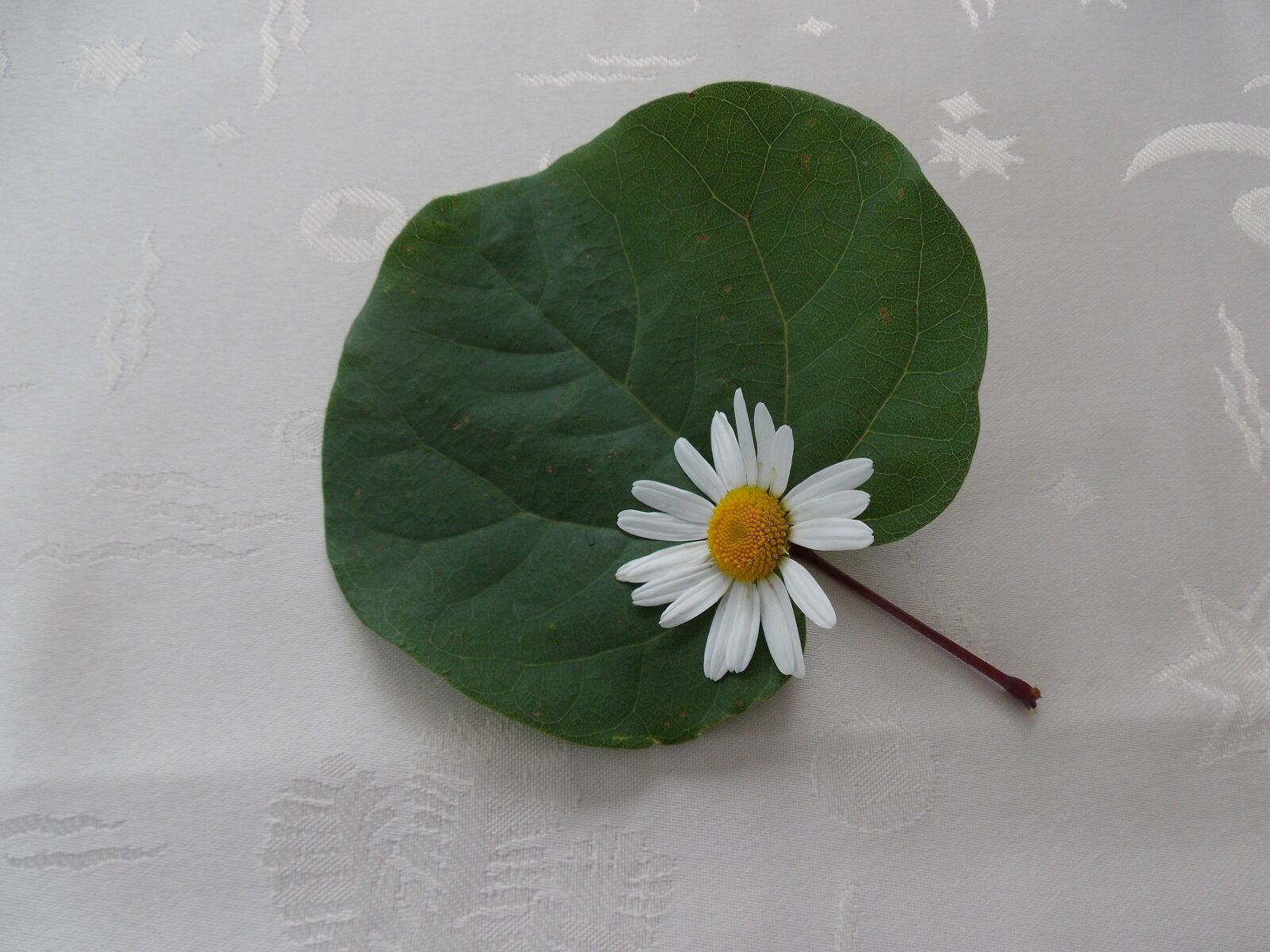 Pentax Optio VS20 sample photo. Flower, spring, daisy photography