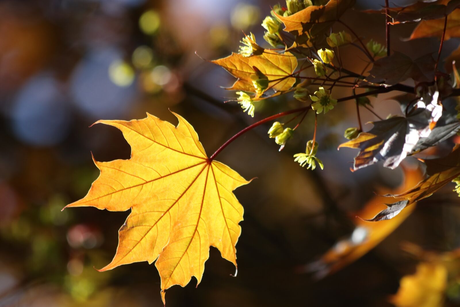 Canon EOS 77D (EOS 9000D / EOS 770D) + Canon EF 70-300mm F4-5.6 IS USM sample photo. Maple, sun, blooming photography