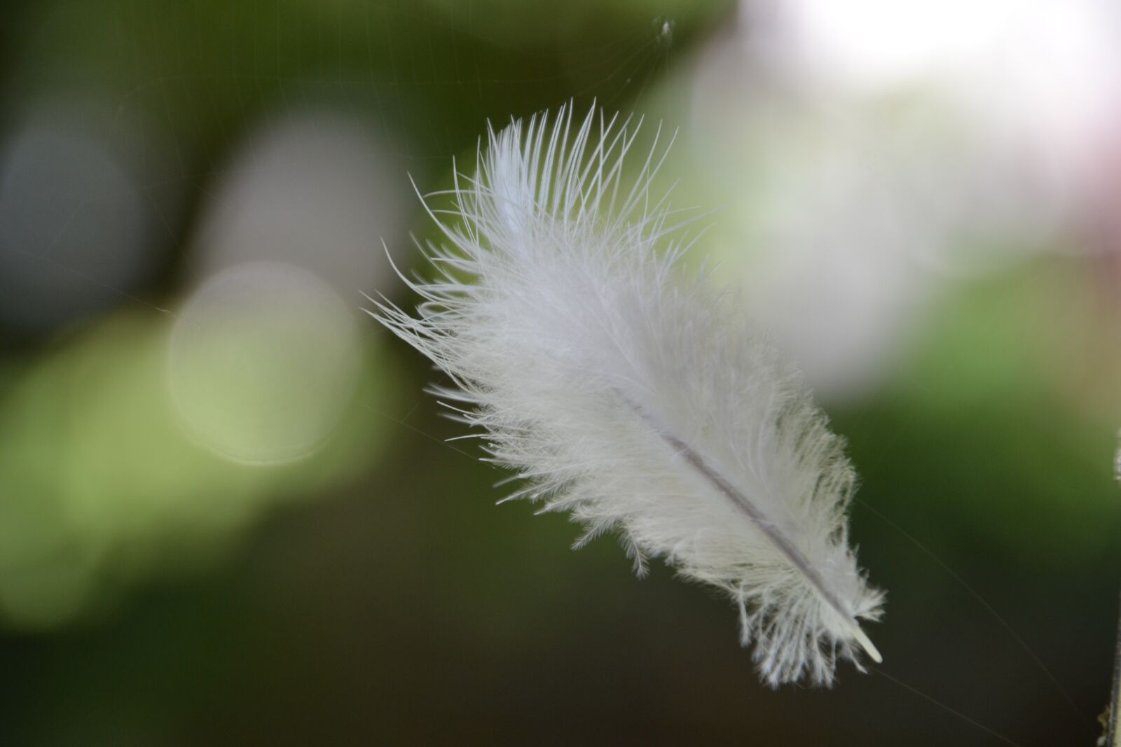Nikon D3100 sample photo. Feather, white, lightweight photography