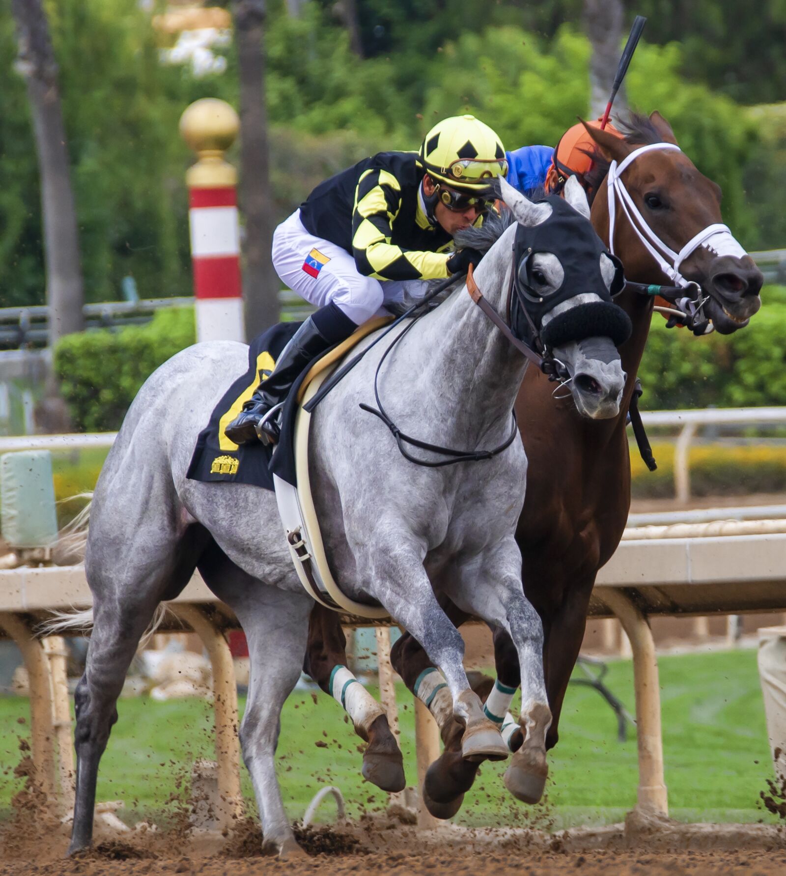 Nikon D850 sample photo. Horses, race, horse racing photography