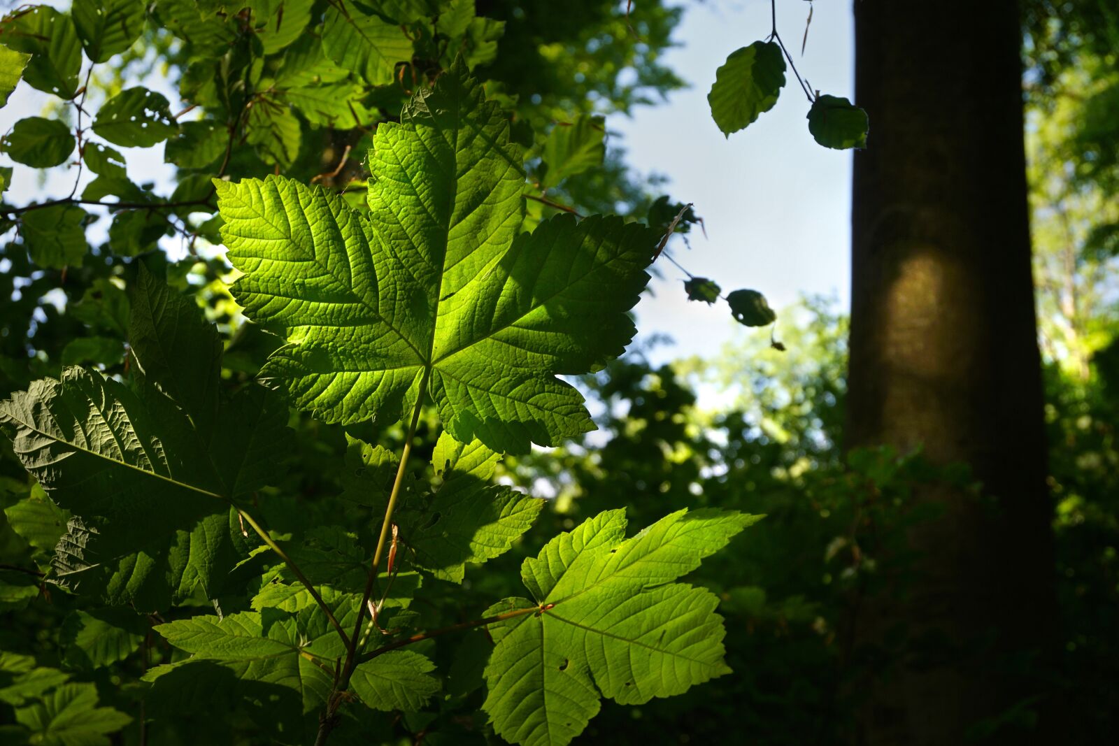 Sony a6000 sample photo. Forest, leaves, light photography