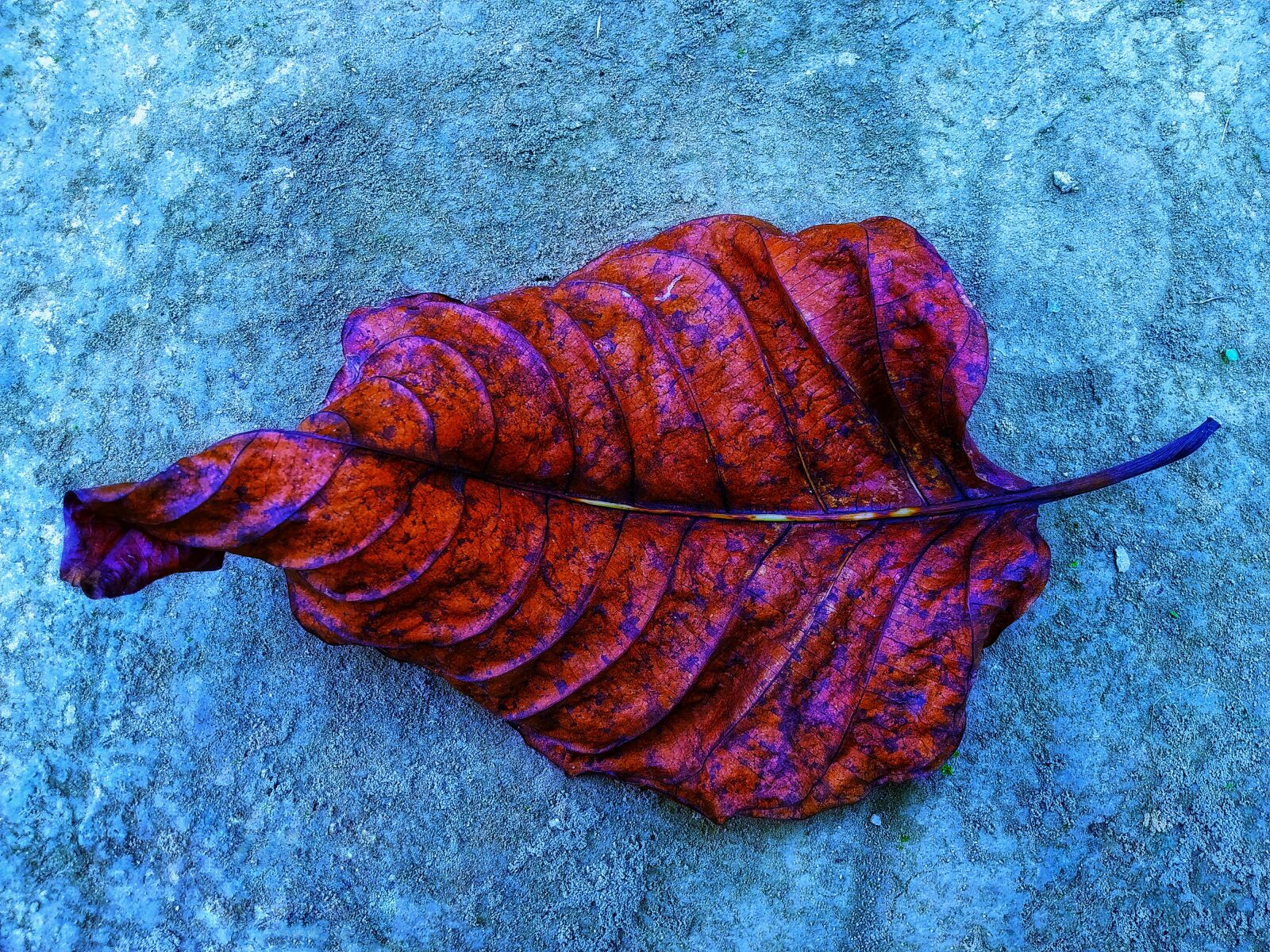 Xiaomi Redmi Note 7 sample photo. Red, jackfruit, leaves photography