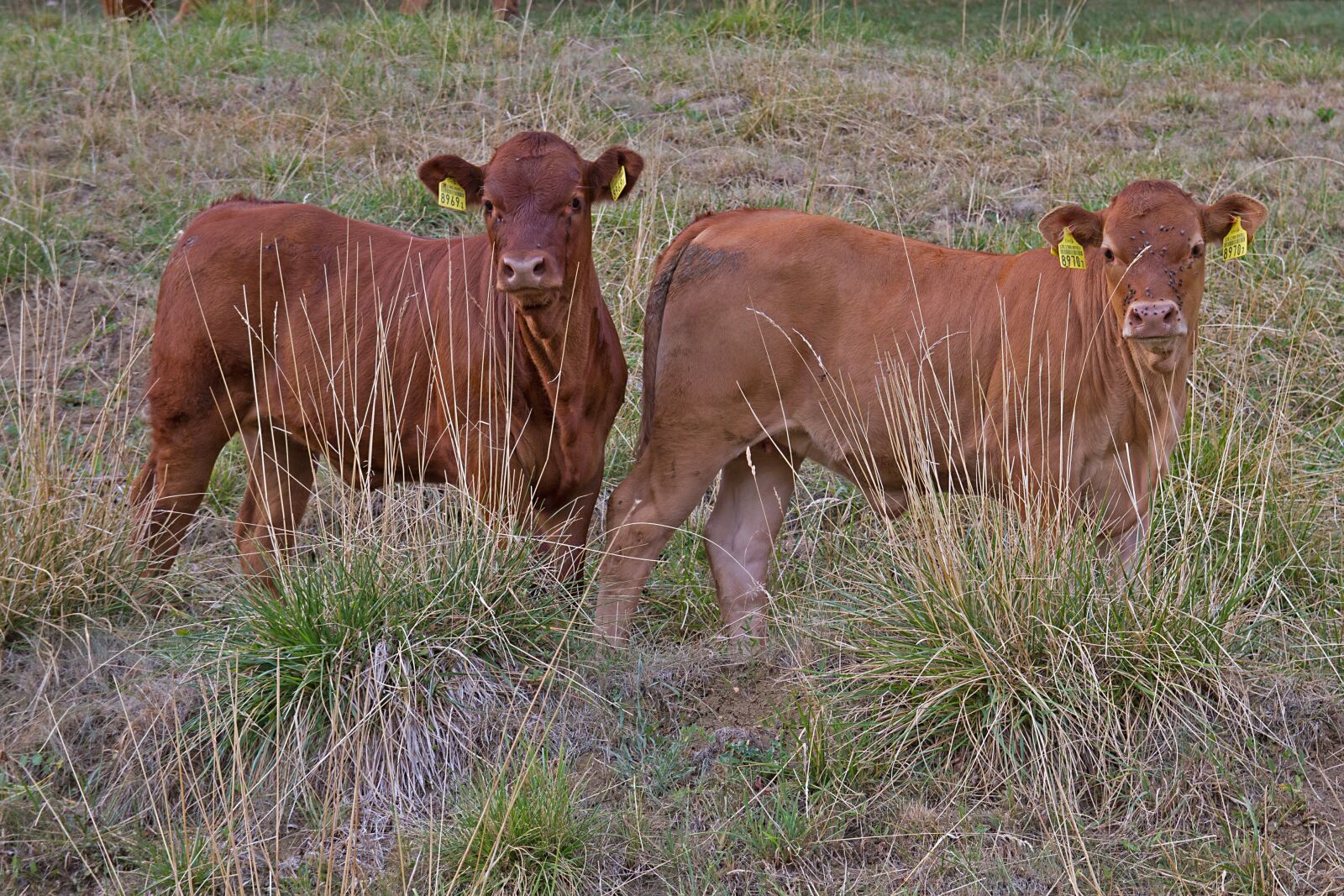 Canon EOS 7D sample photo. Drought, calf, pasture photography