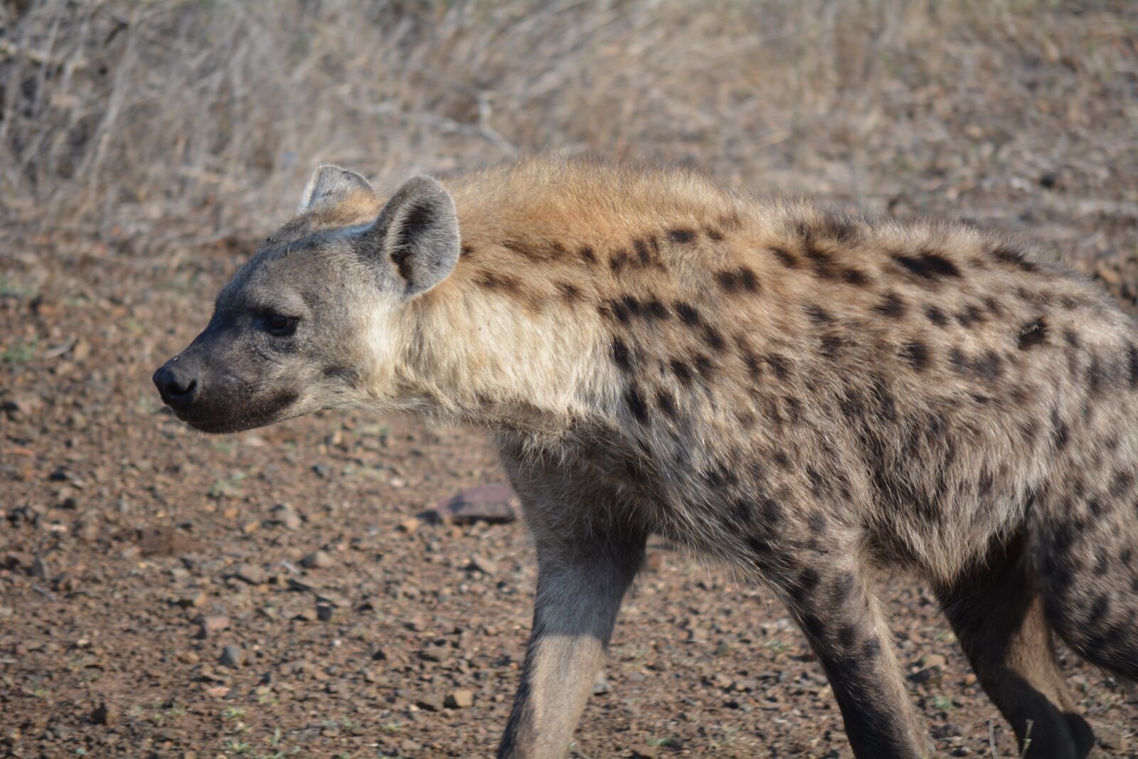 Nikon D5200 sample photo. Wild animal, kruger park photography
