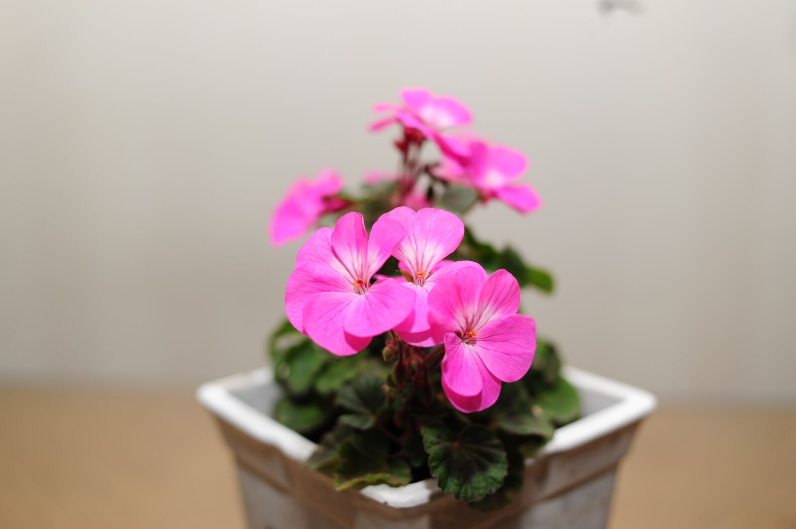 Nikon D700 sample photo. Geranium, flower, plant photography