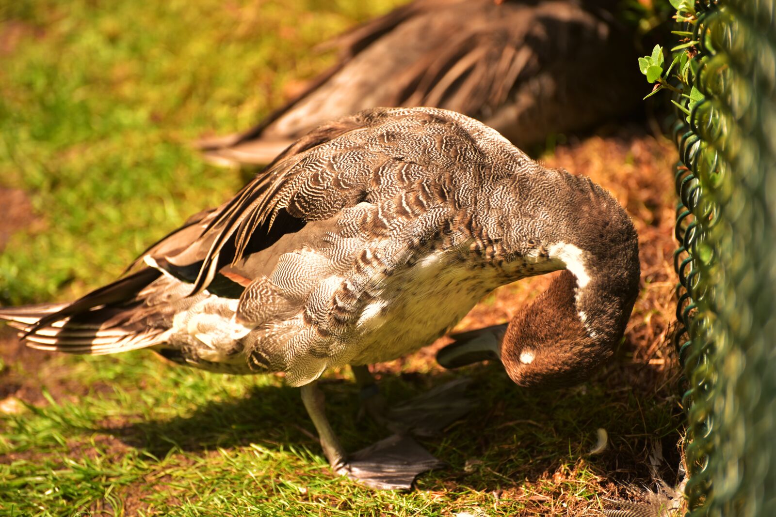 Nikon D750 sample photo. Duck, feather, bird photography
