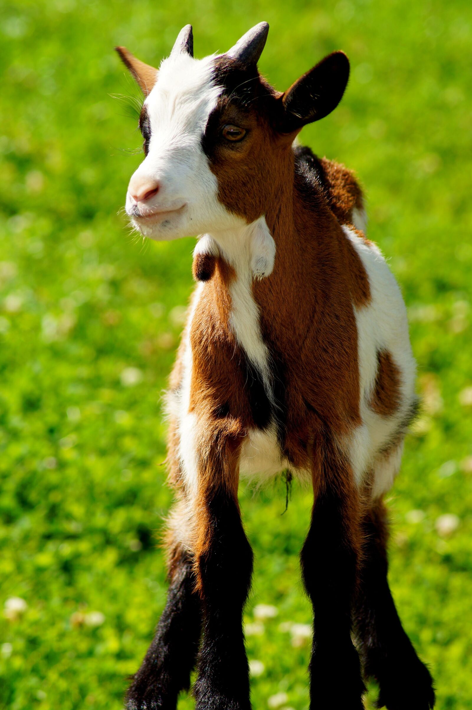 Sony SLT-A58 sample photo. Goat, young goat, kid photography