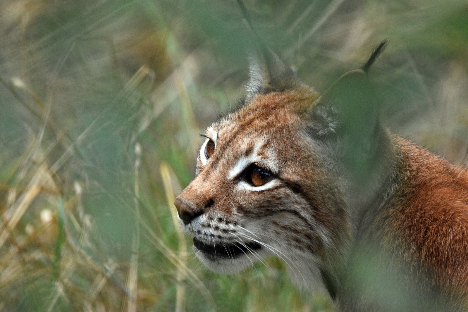 Nikon D3400 sample photo. Lynx, animal, wild photography