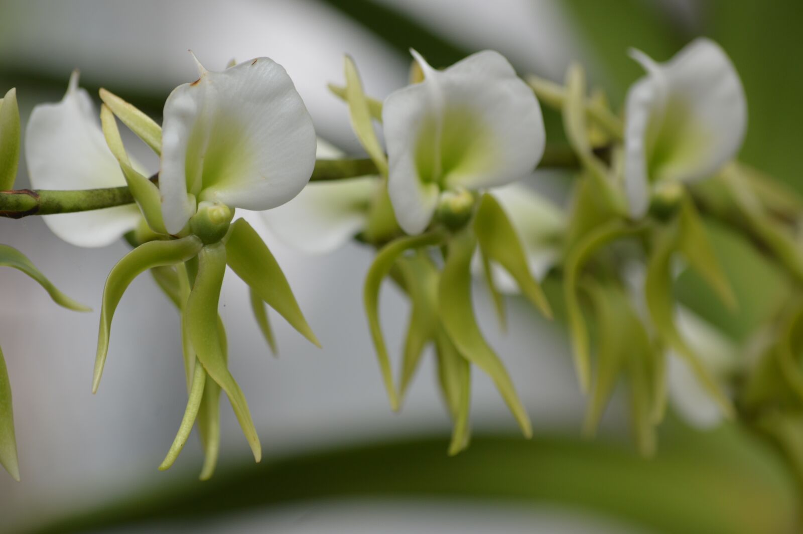 Nikon D3200 sample photo. Orchid, flower, white photography
