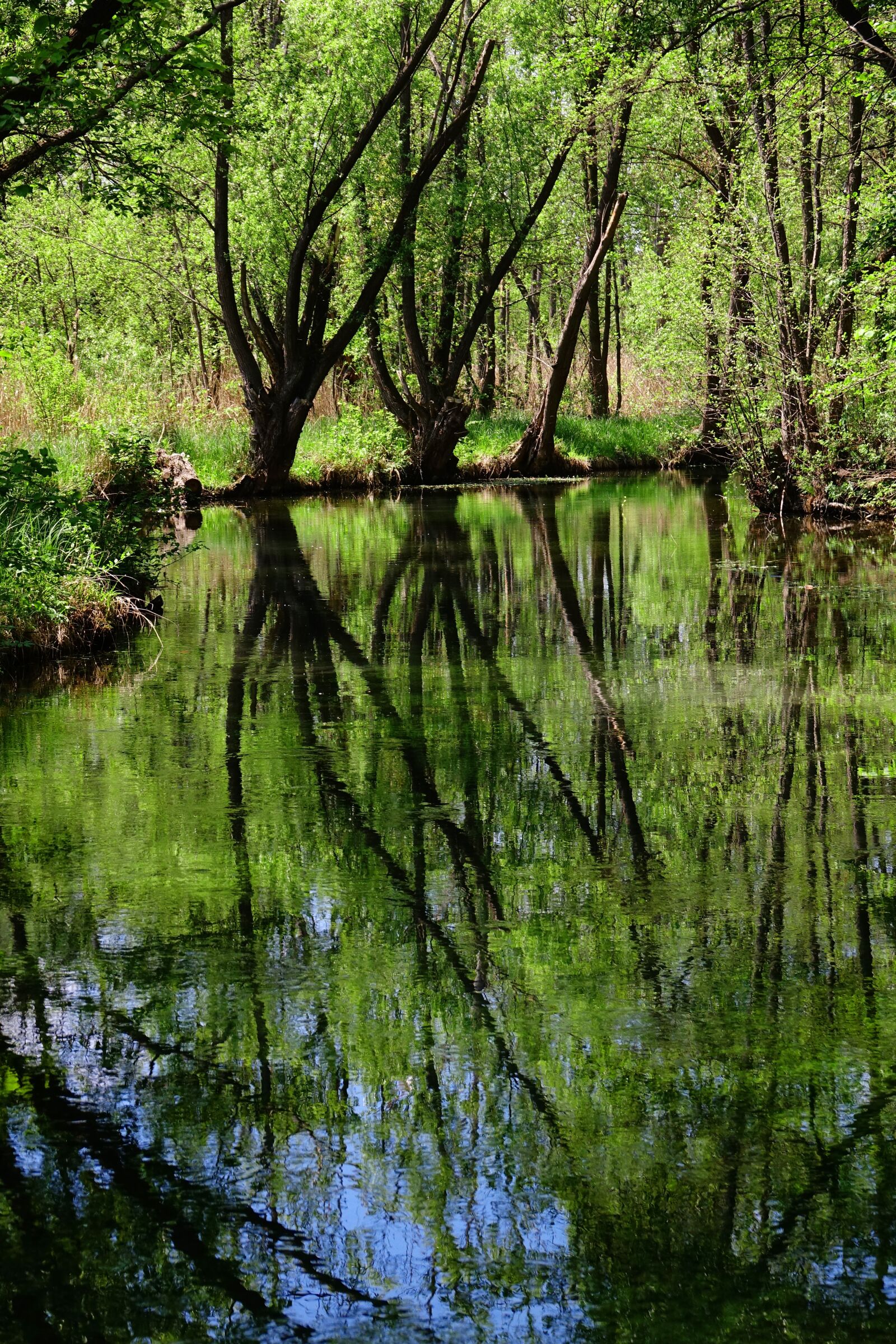 Sony Cyber-shot DSC-RX10 III sample photo. Nature, waters, wood photography