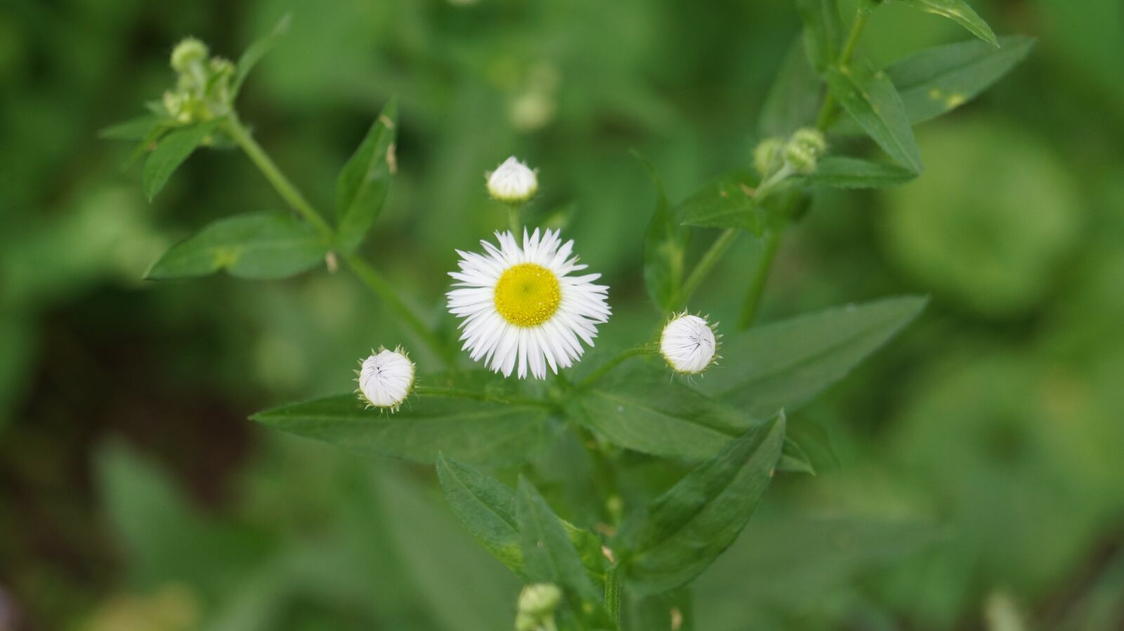 Sony DT 18-55mm F3.5-5.6 SAM II sample photo. Chamomile, flowers, bloom photography