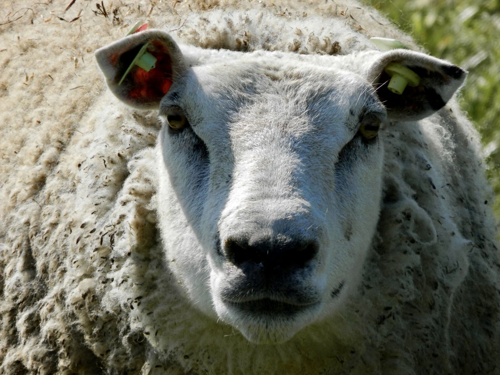Olympus SP-620UZ sample photo. Close up, sheep, head photography