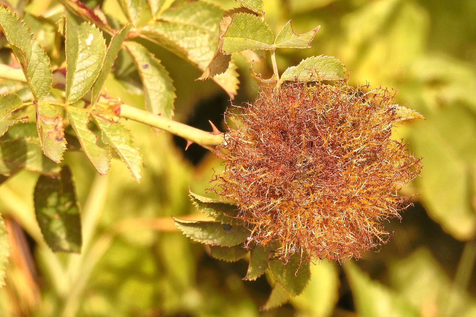 Nikon Coolpix P900 sample photo. Seeds, rosehip seed, rose photography