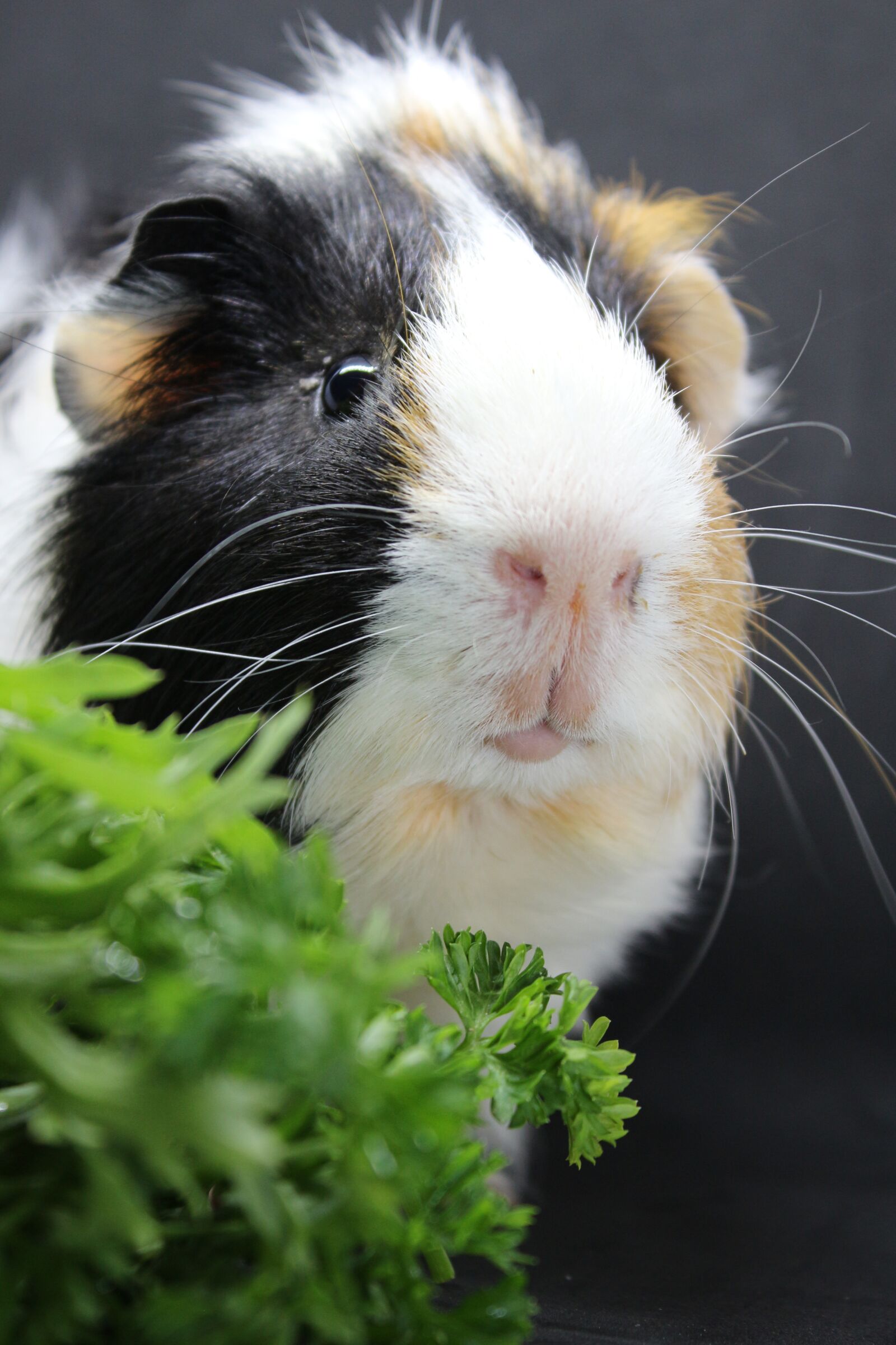Canon EF-S 18-55mm F3.5-5.6 IS sample photo. Sea ​​pig, sweet, animal photography