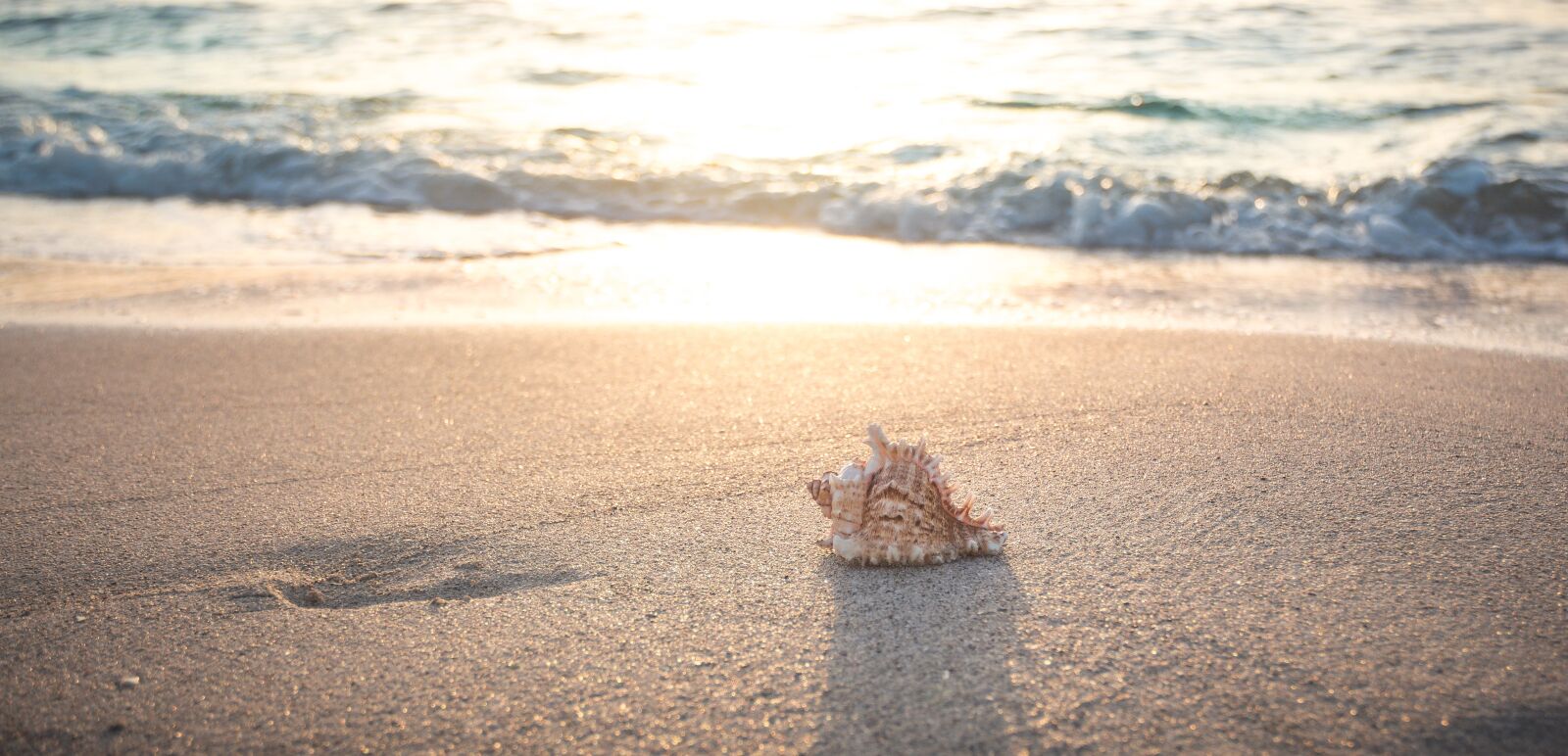 Canon EOS 700D (EOS Rebel T5i / EOS Kiss X7i) sample photo. Beach, shell, sea photography