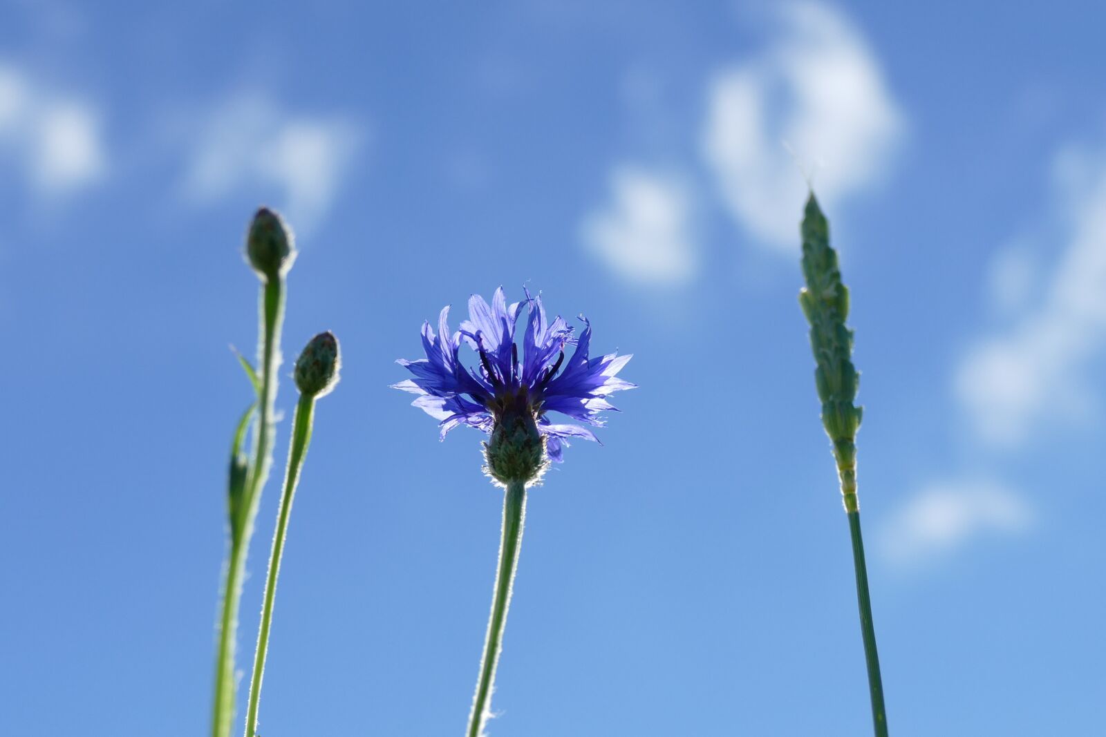 Panasonic Lumix DMC-FZ1000 sample photo. Cornflower, cyanus segetum, zyane photography