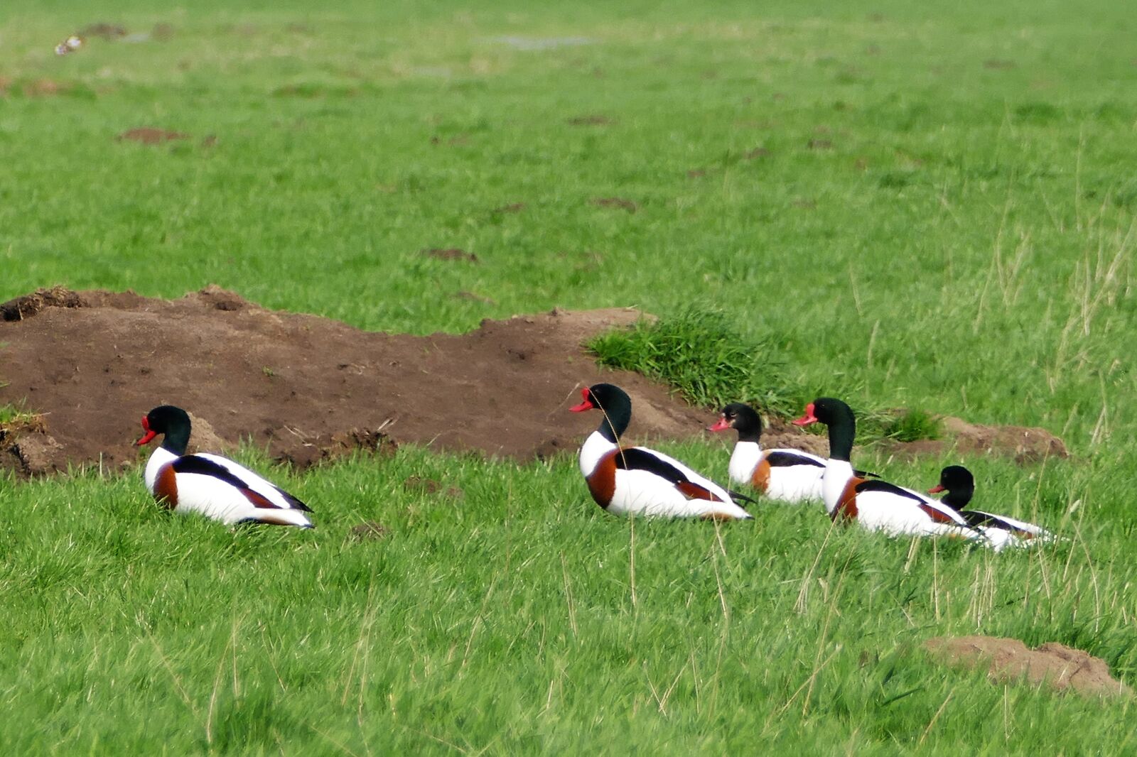 Panasonic Lumix DMC-FZ1000 sample photo. Brand geese, birds, nature photography