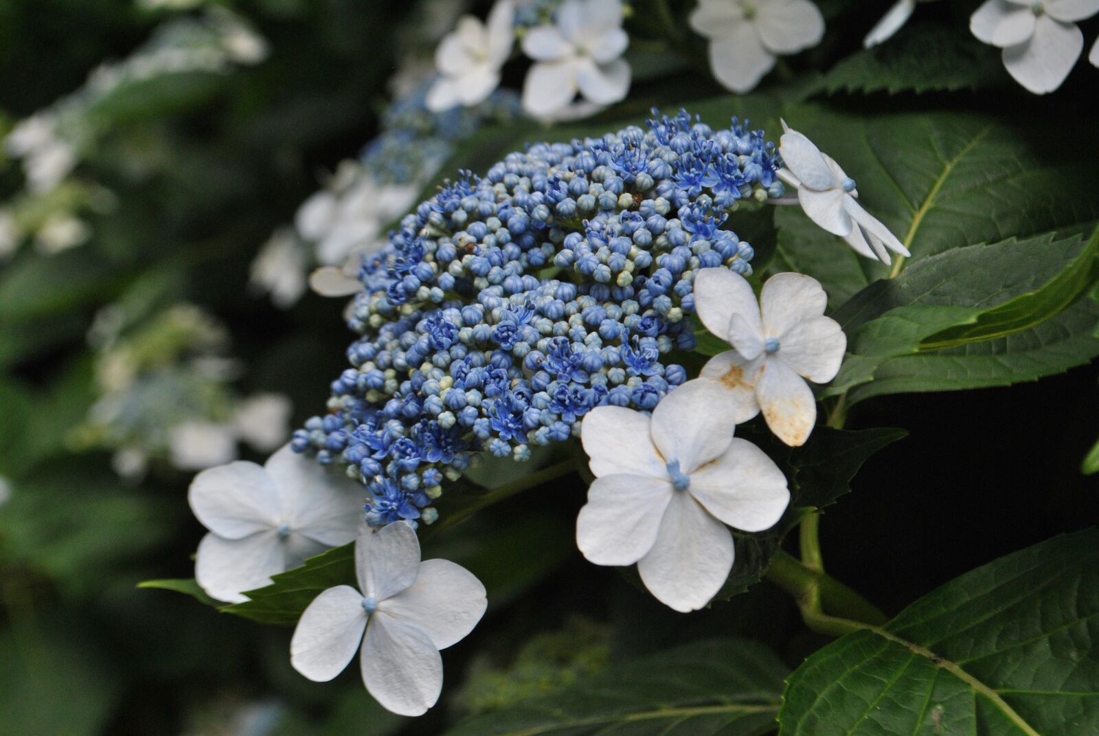 Nikon D3000 sample photo. Hydrangea, in connection with photography