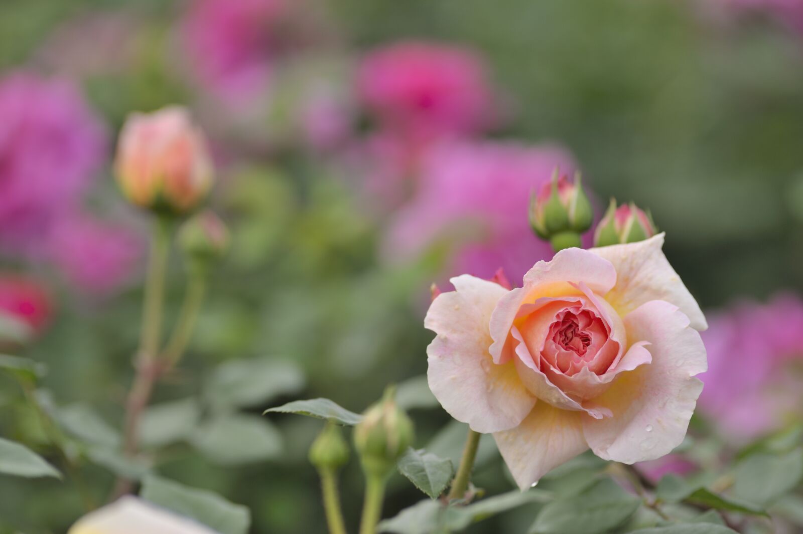 Nikon D700 sample photo. Rose, flower, bloom photography