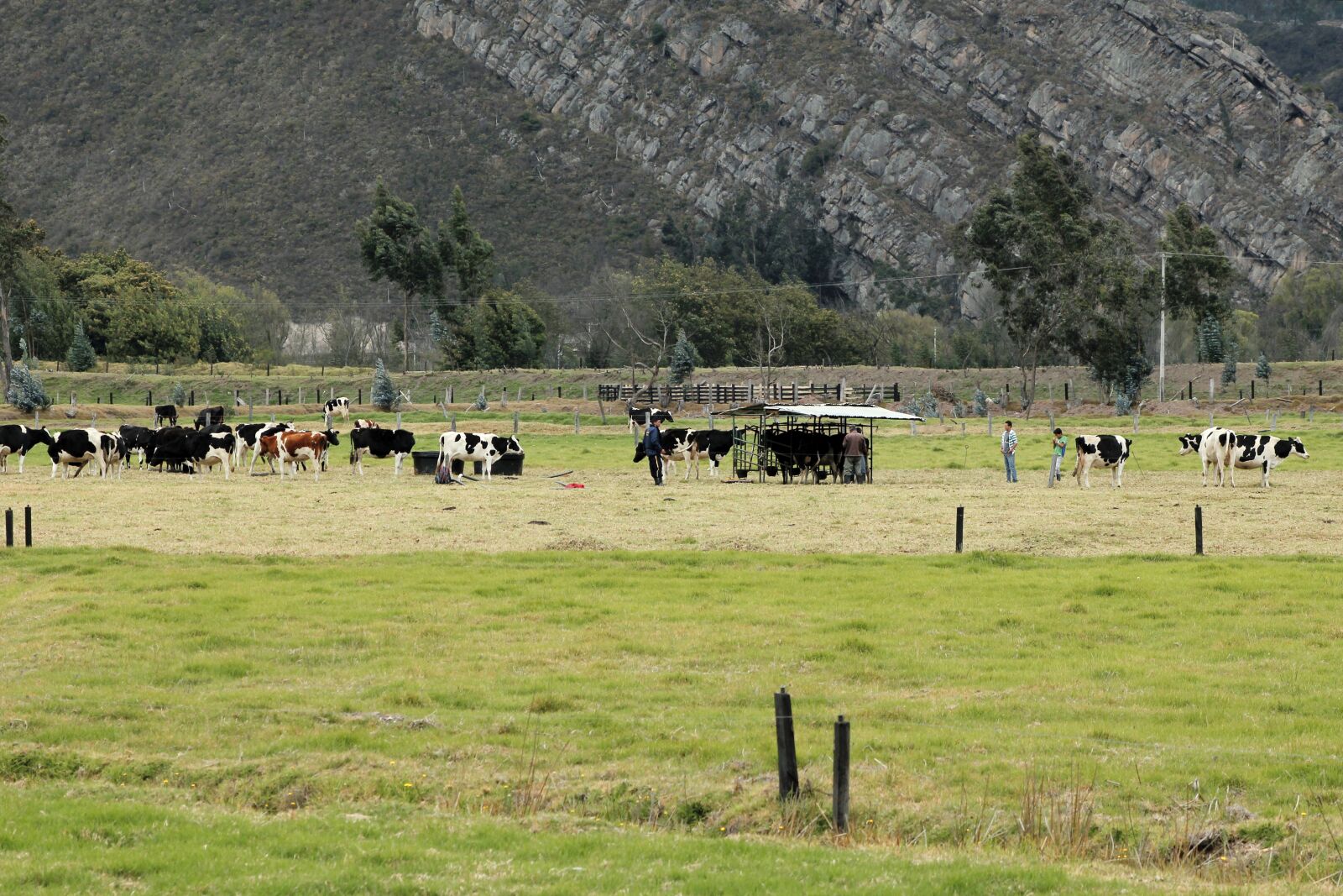 Canon EOS 550D (EOS Rebel T2i / EOS Kiss X4) sample photo. Livestock, bovine, milk photography