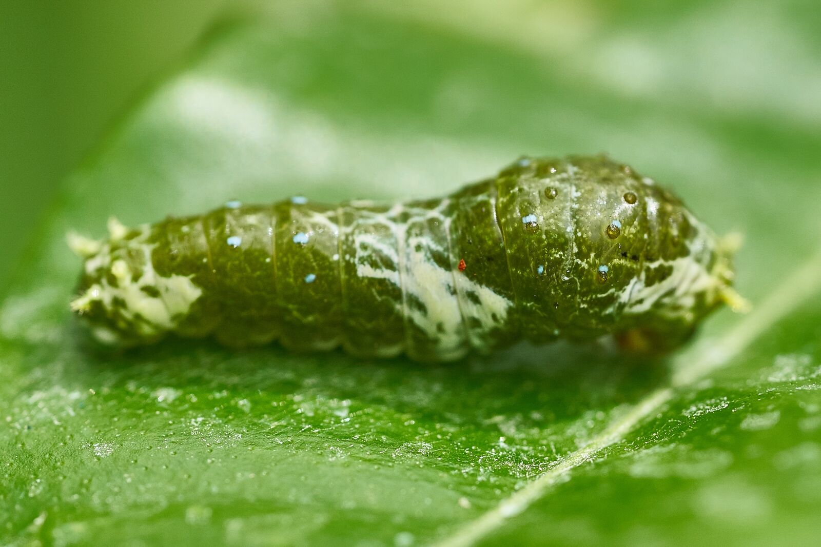 Sony FE 90mm F2.8 Macro G OSS sample photo. Caterpillar, butterfly, leaf photography