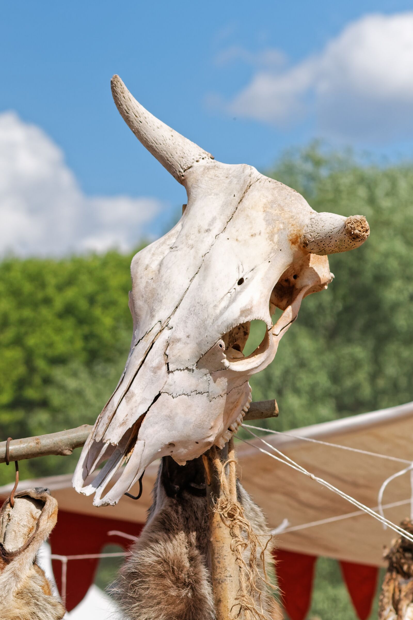 Canon EOS 1100D (EOS Rebel T3 / EOS Kiss X50) sample photo. Skull, bone, cow photography