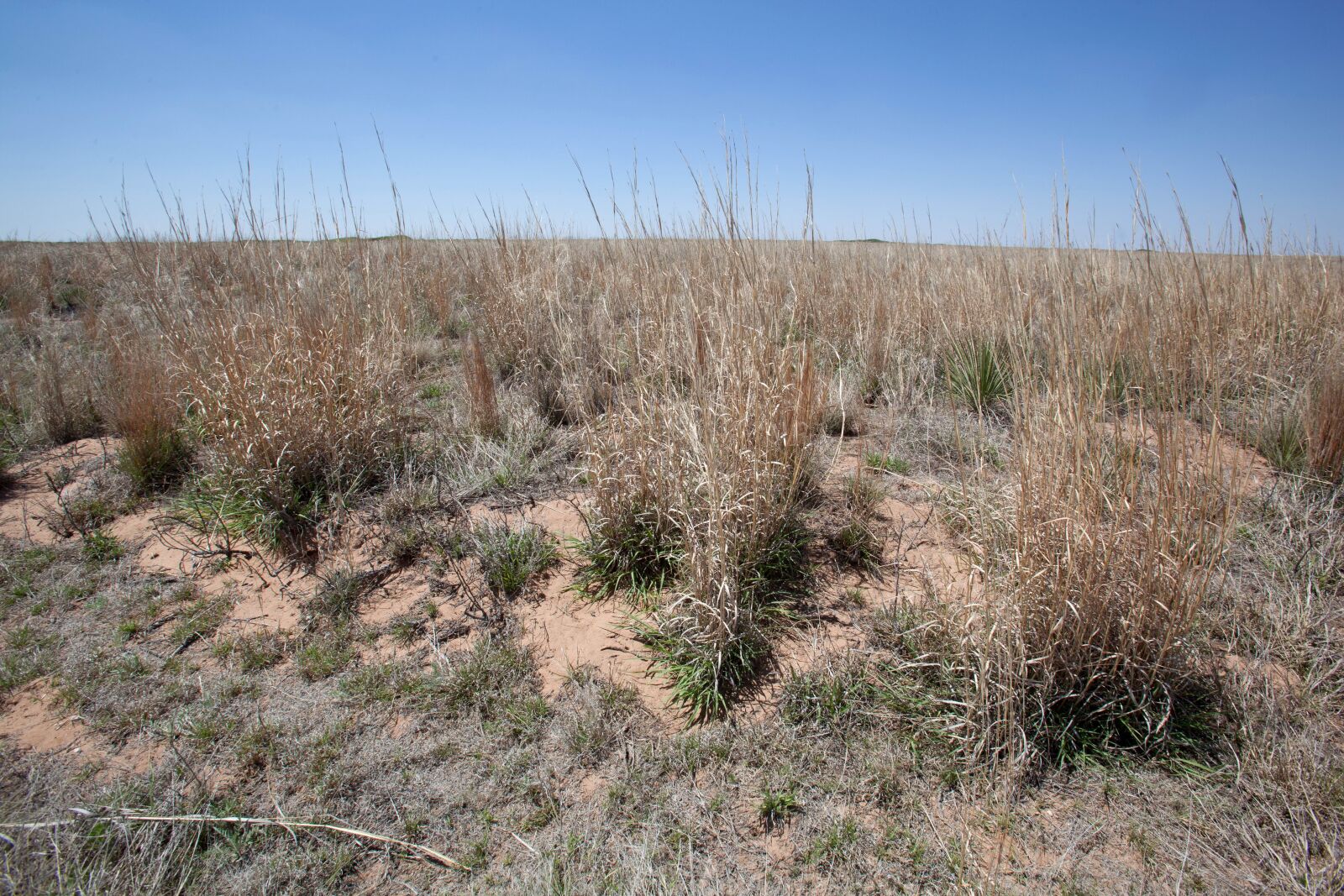 Canon EOS 5D Mark II sample photo. Short grass, prairie, desert photography