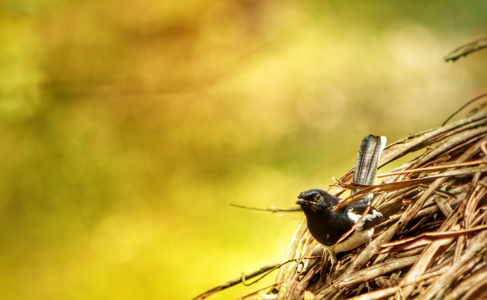 Nikon D5100 sample photo. Robin, sparrow, bokah photography