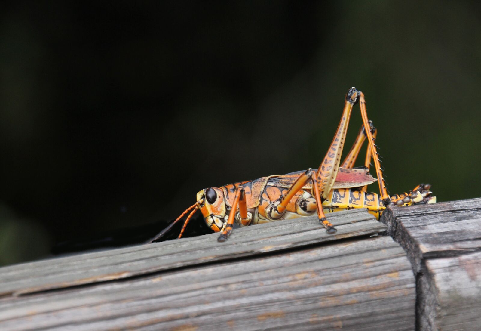 Canon EOS 60D sample photo. Bug, grasshopper, lubber photography