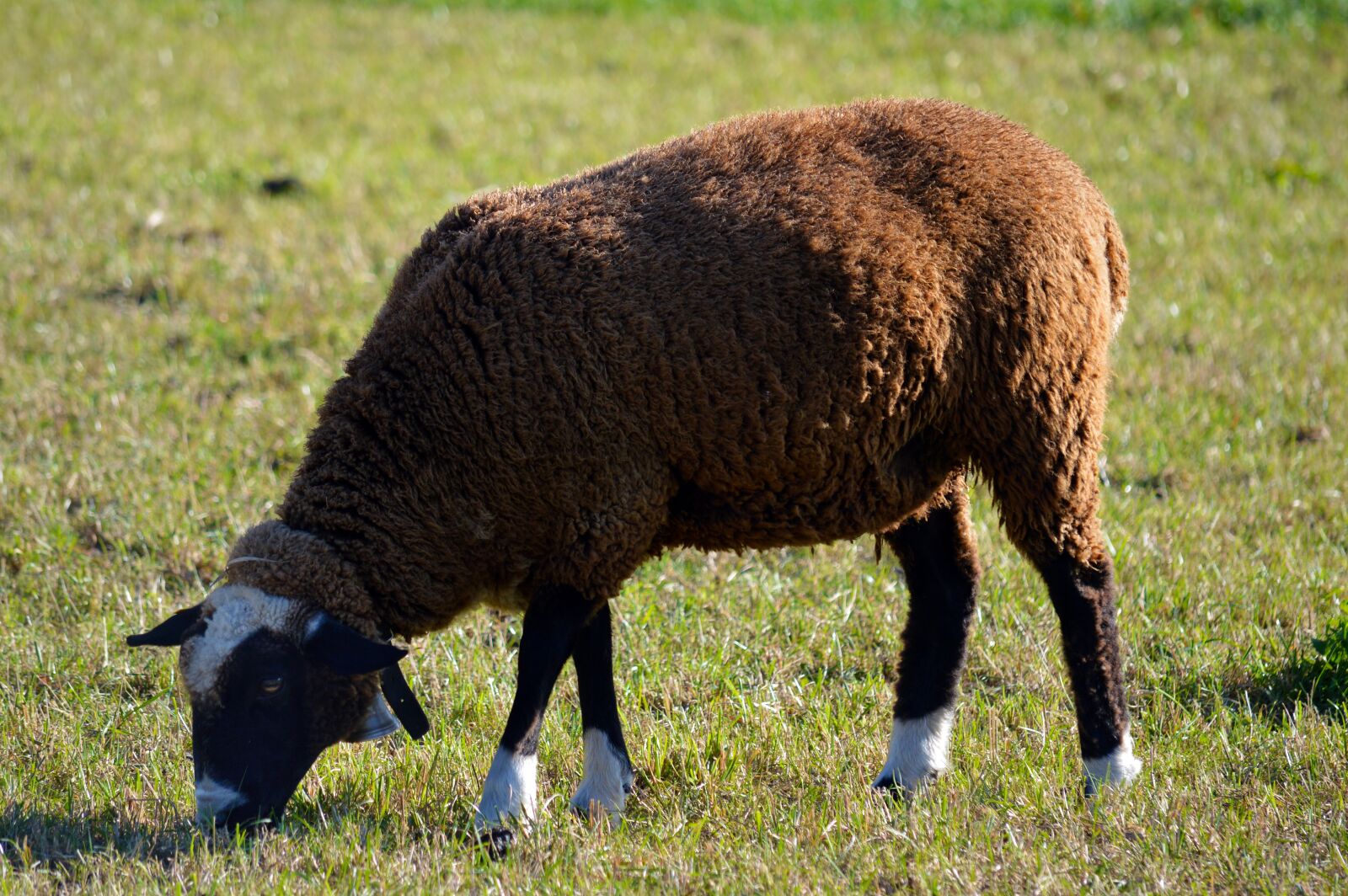 Nikon D3200 sample photo. Sheep, animal, eat photography