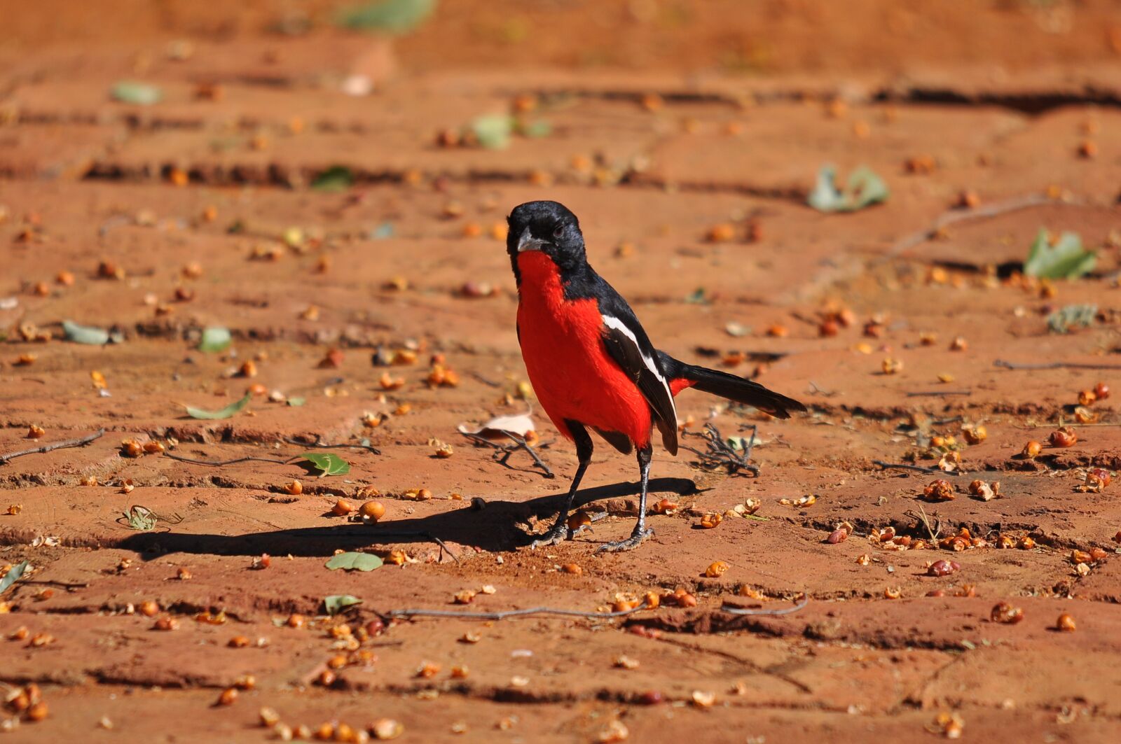 Nikon D90 sample photo. Wildlife, outdoors, nature photography