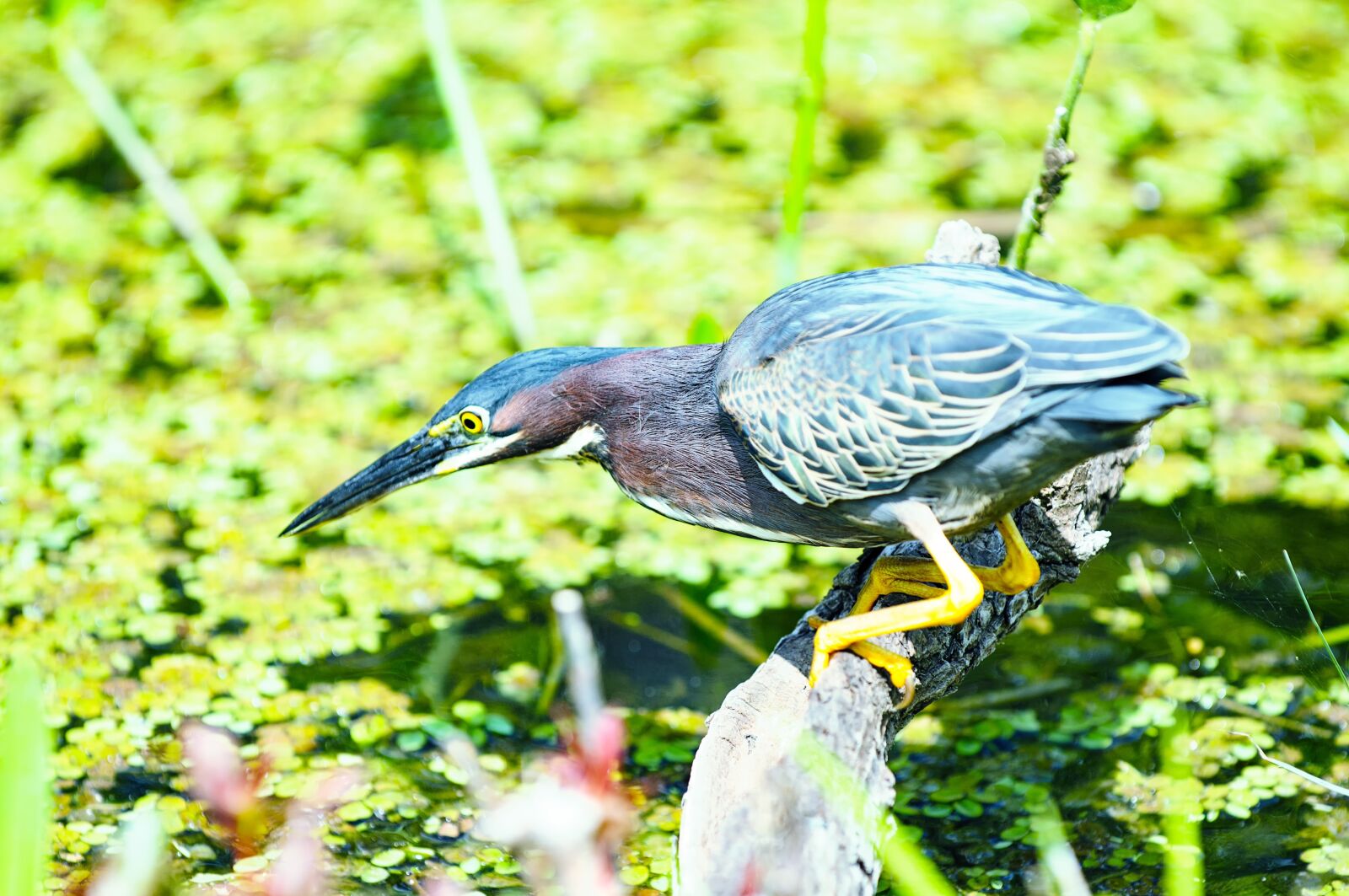 Nikon D300 sample photo. Bird, animal, nature photography