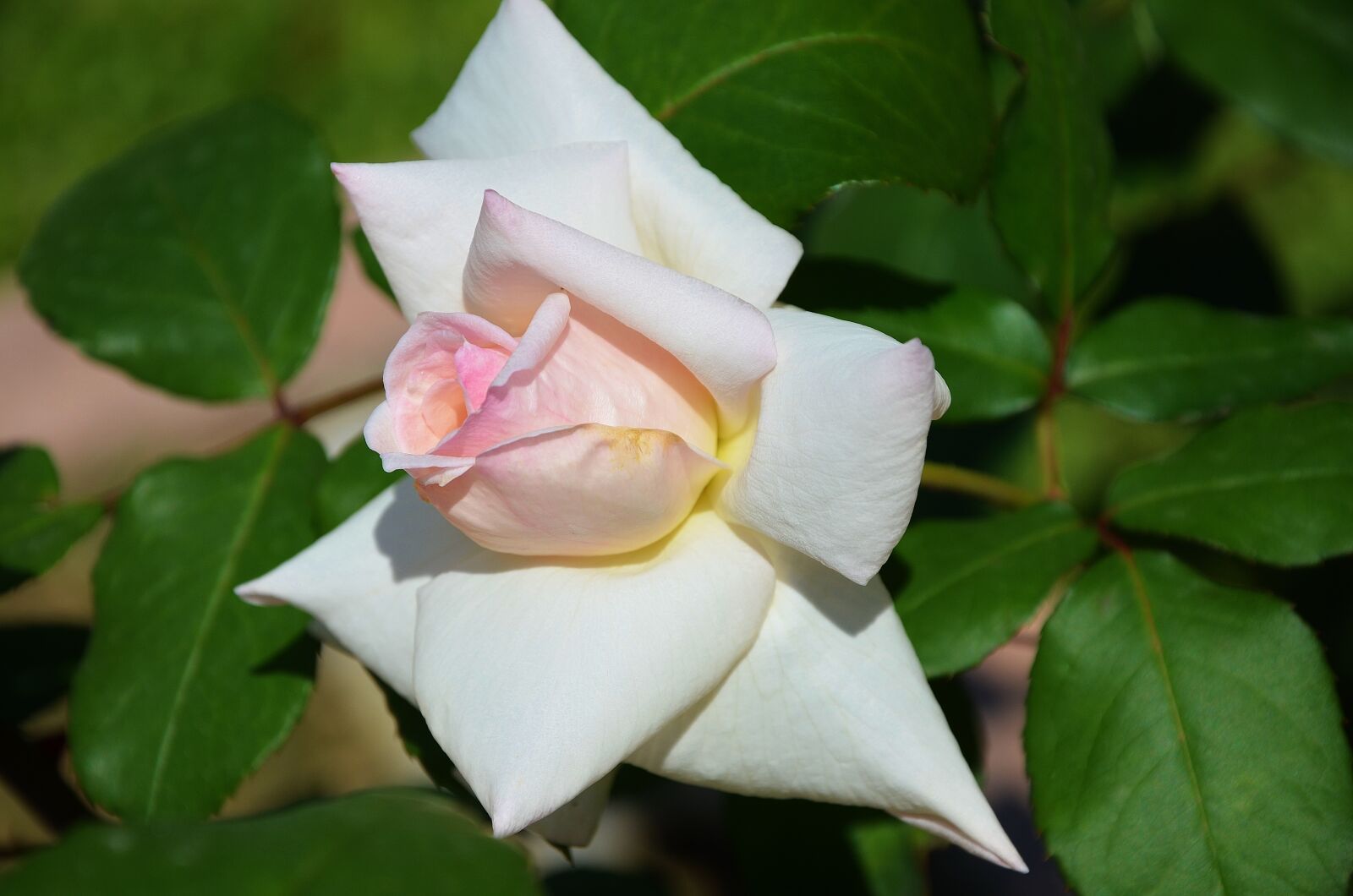 Nikon D7000 sample photo. White, rose, flower photography