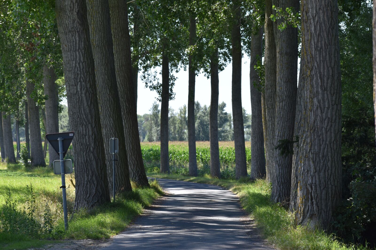 Nikon D3500 sample photo. Road, path, trees photography