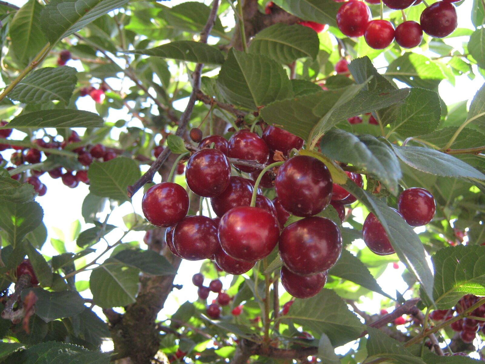 Canon PowerShot A470 sample photo. Cherry tree, fruits, fruit photography