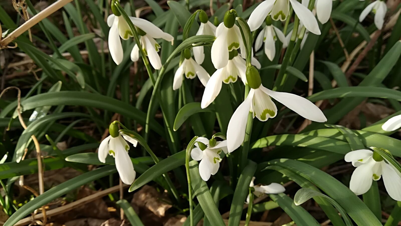 HUAWEI P10 lite sample photo. Snowdrops, flowers, white photography