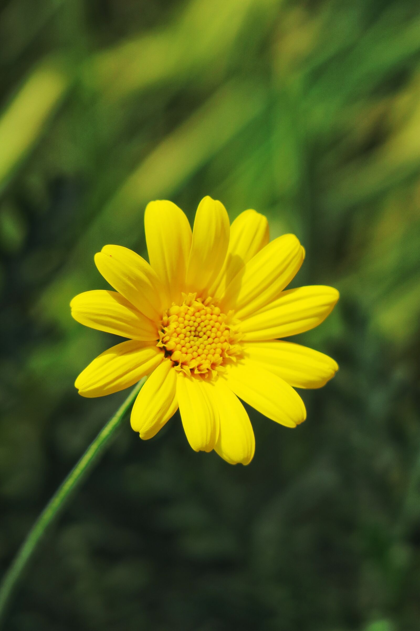 Canon PowerShot G3 X sample photo. Nature, plant, summer photography