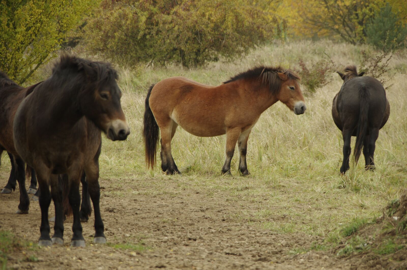 Pentax K-5 sample photo. Wild horse, horse, animal photography