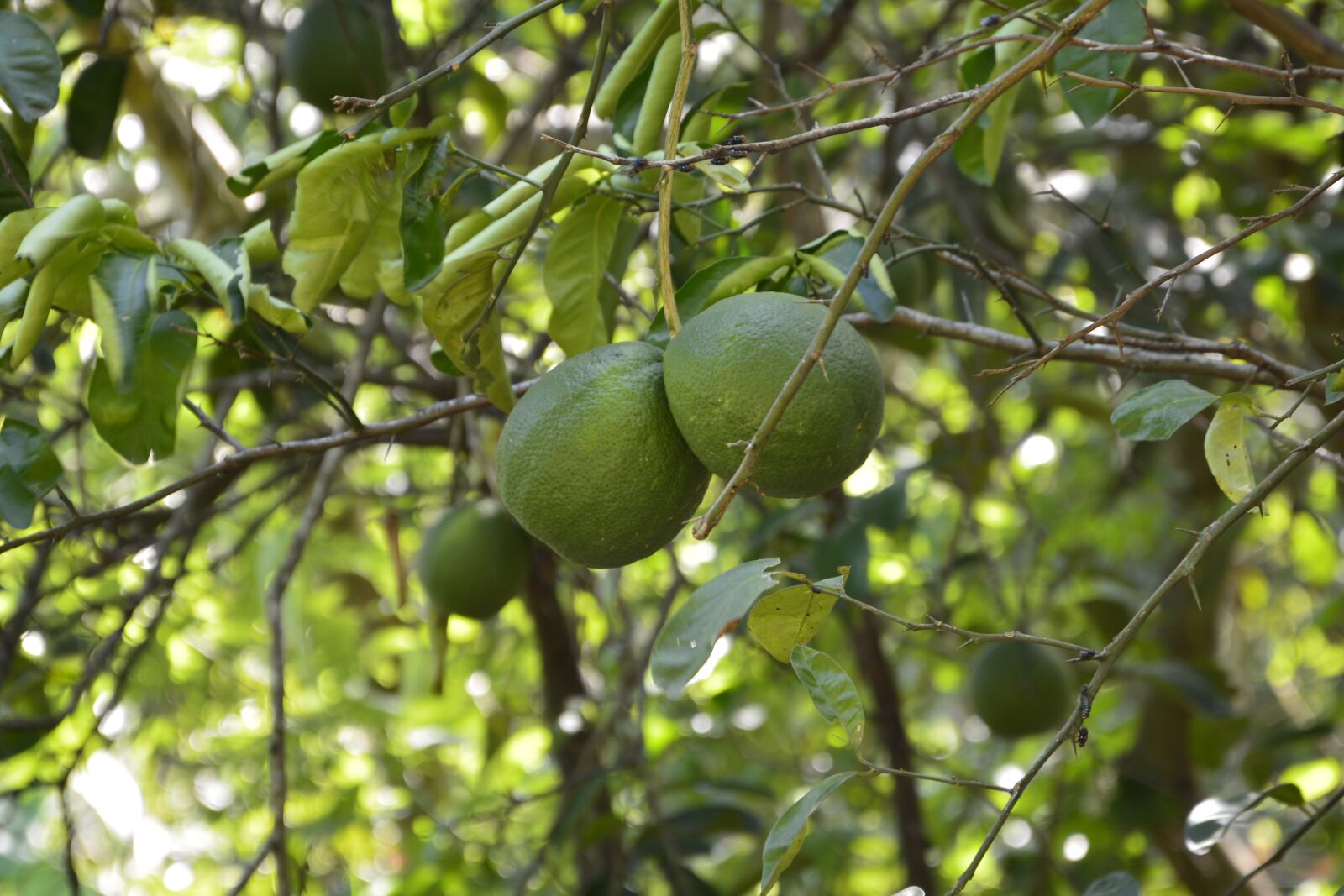Nikon D7100 sample photo. Orange, green, fruit photography
